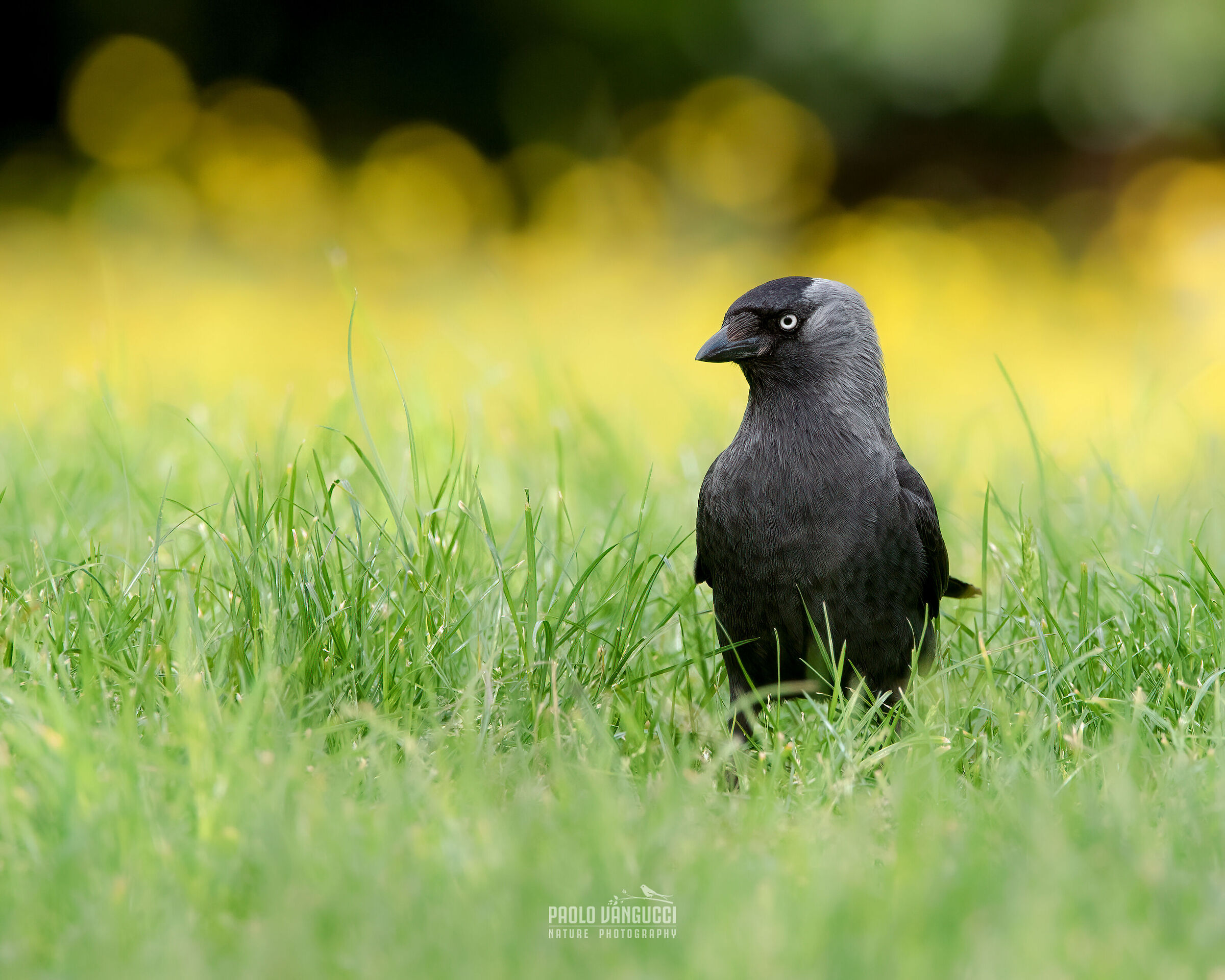 Jackdaw / Coloeus monedula