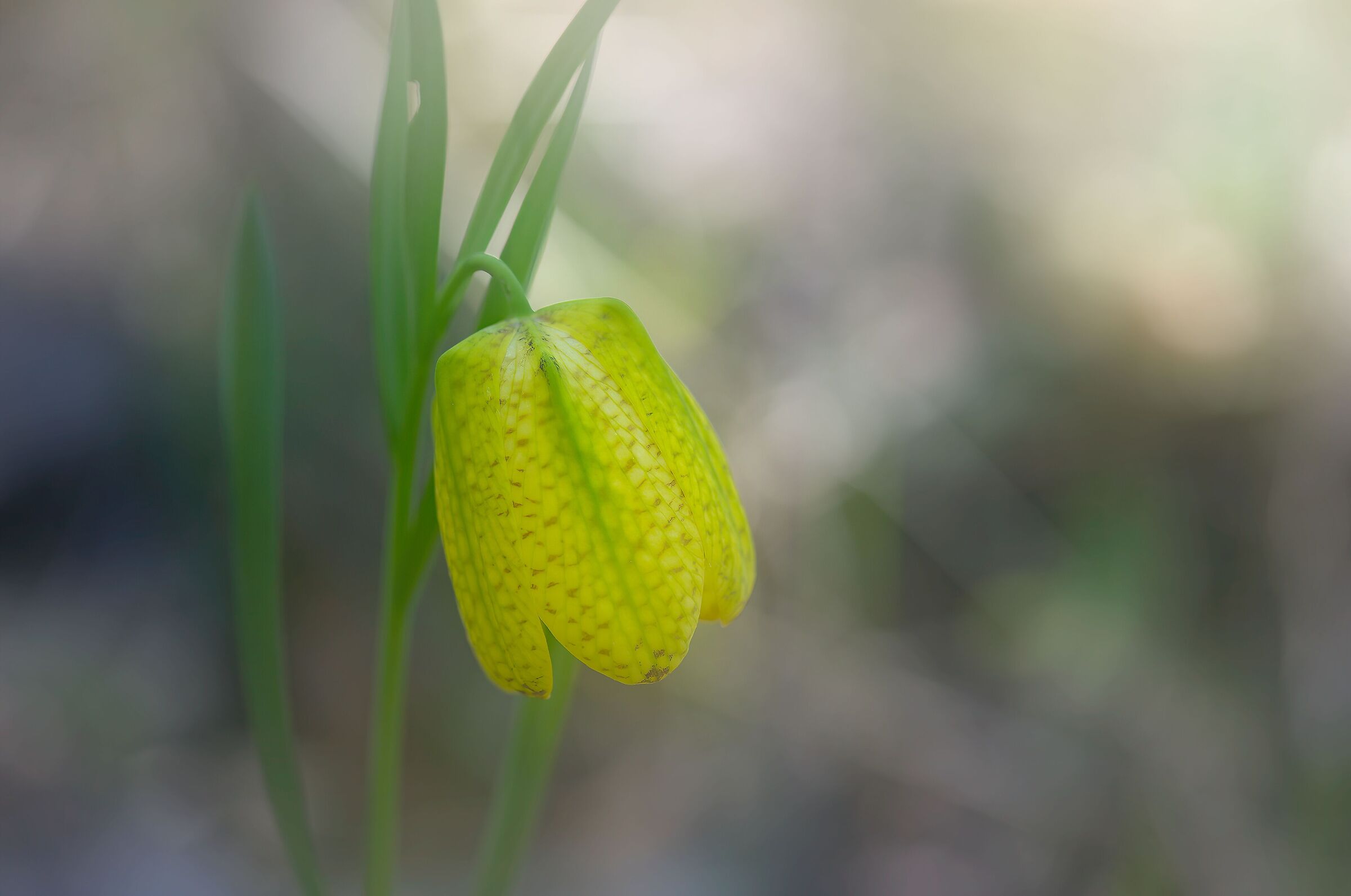Fritillaria tubaeformis subsp. moggridgei