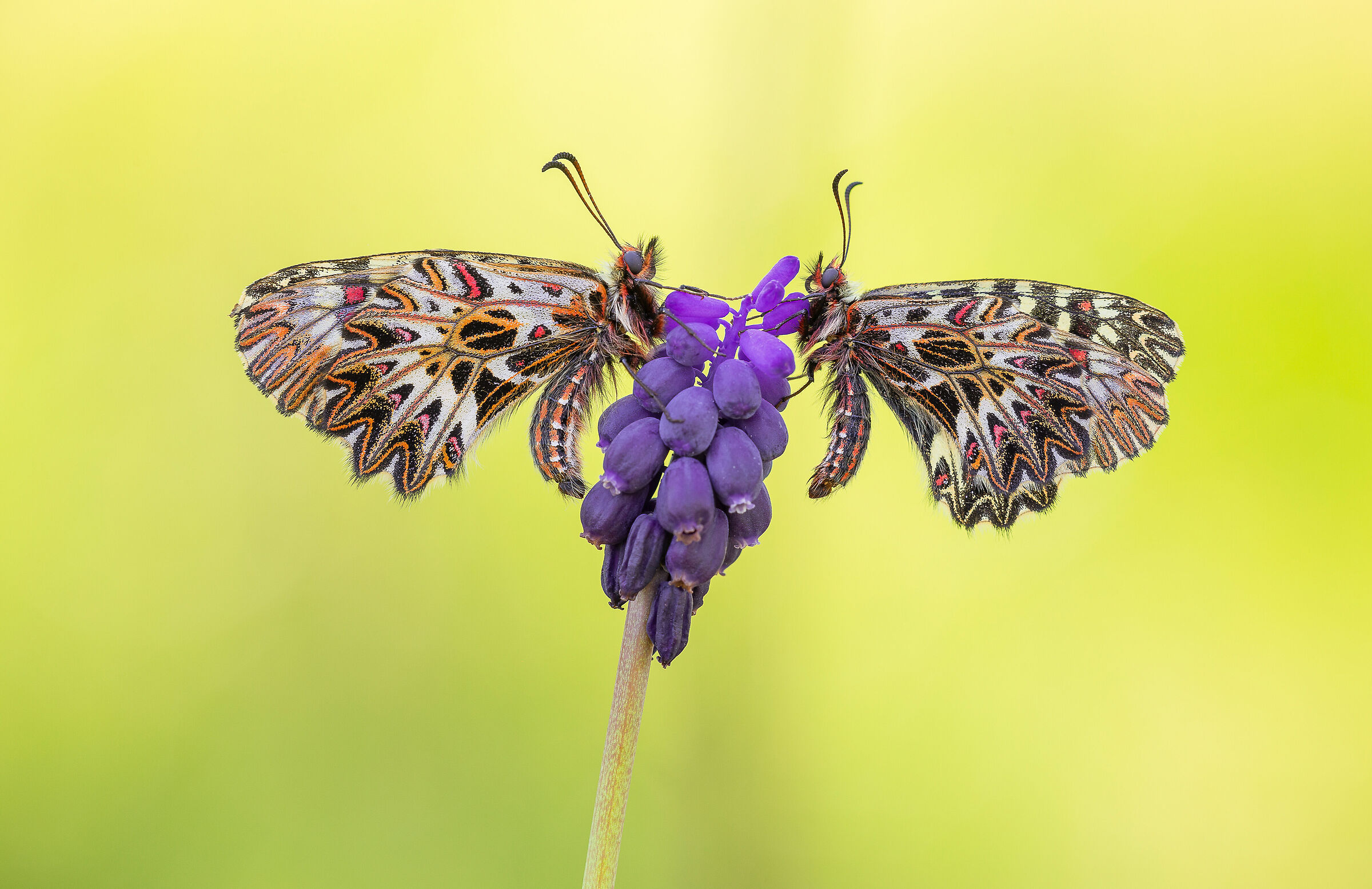 Zerynthia polyxena