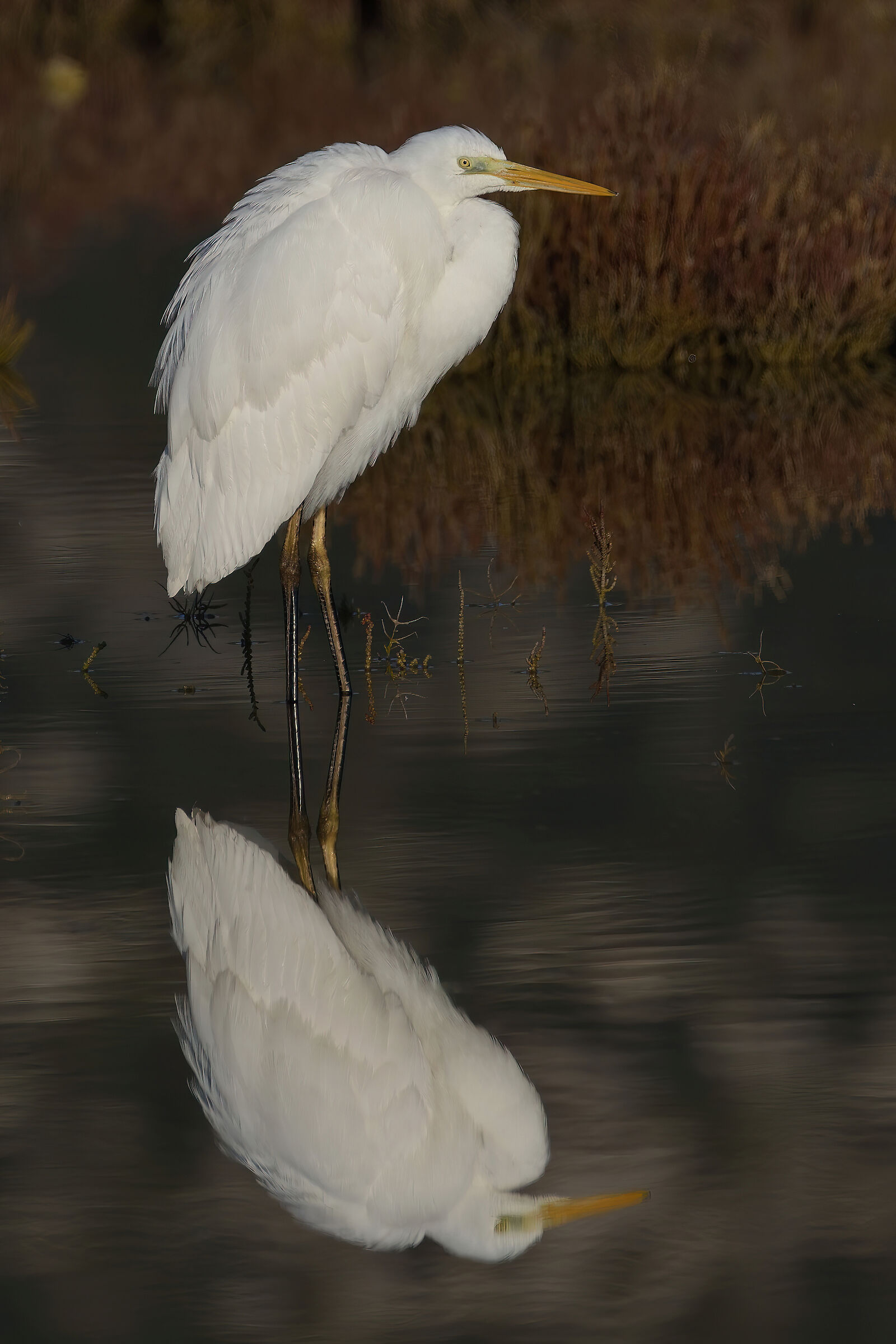 Great white heron