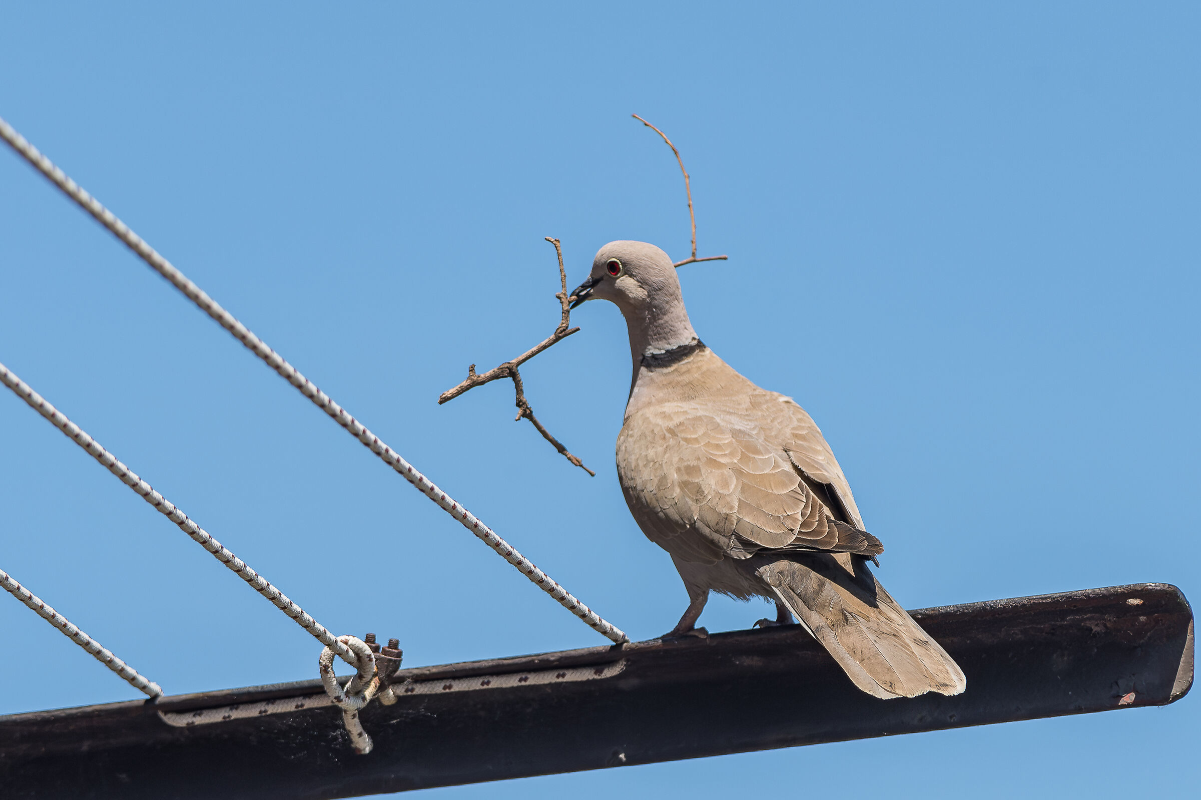Turtle dove