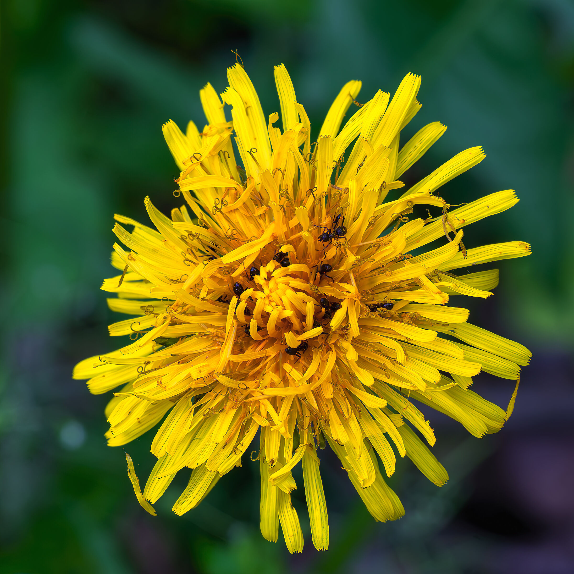 Rich dish I stick to it