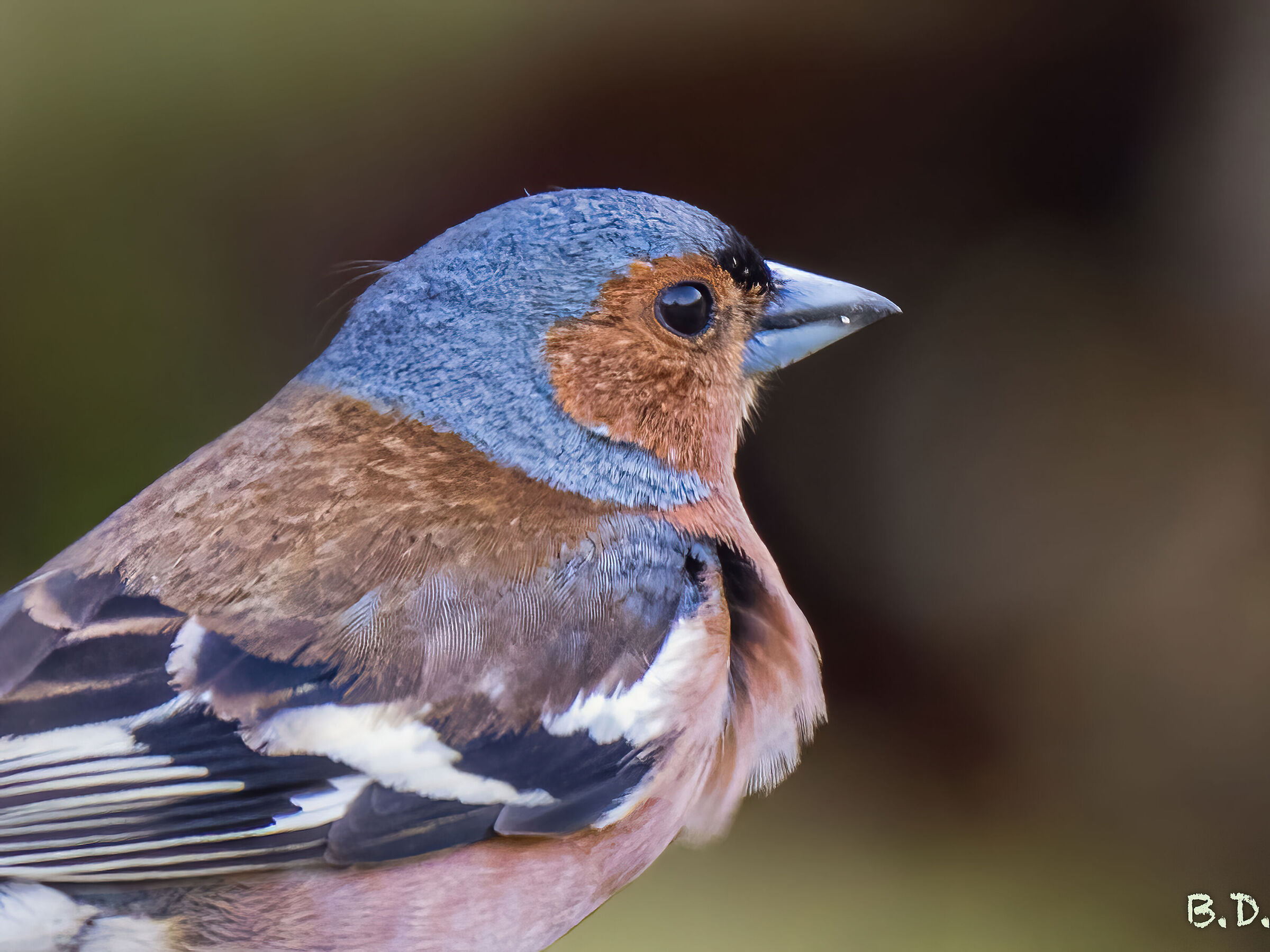 Chaffinch in the wind