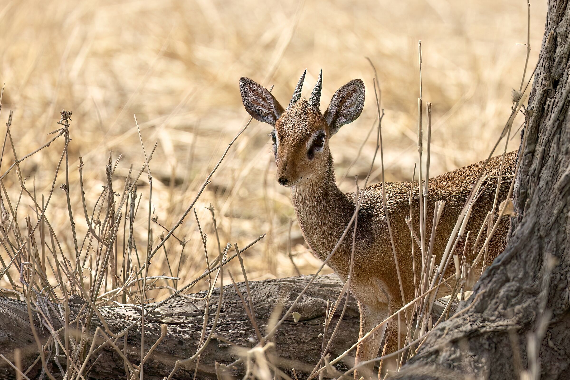 The sweetness of dik-dik