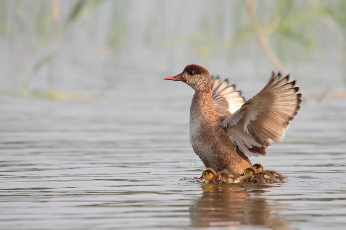 Pochard turkish