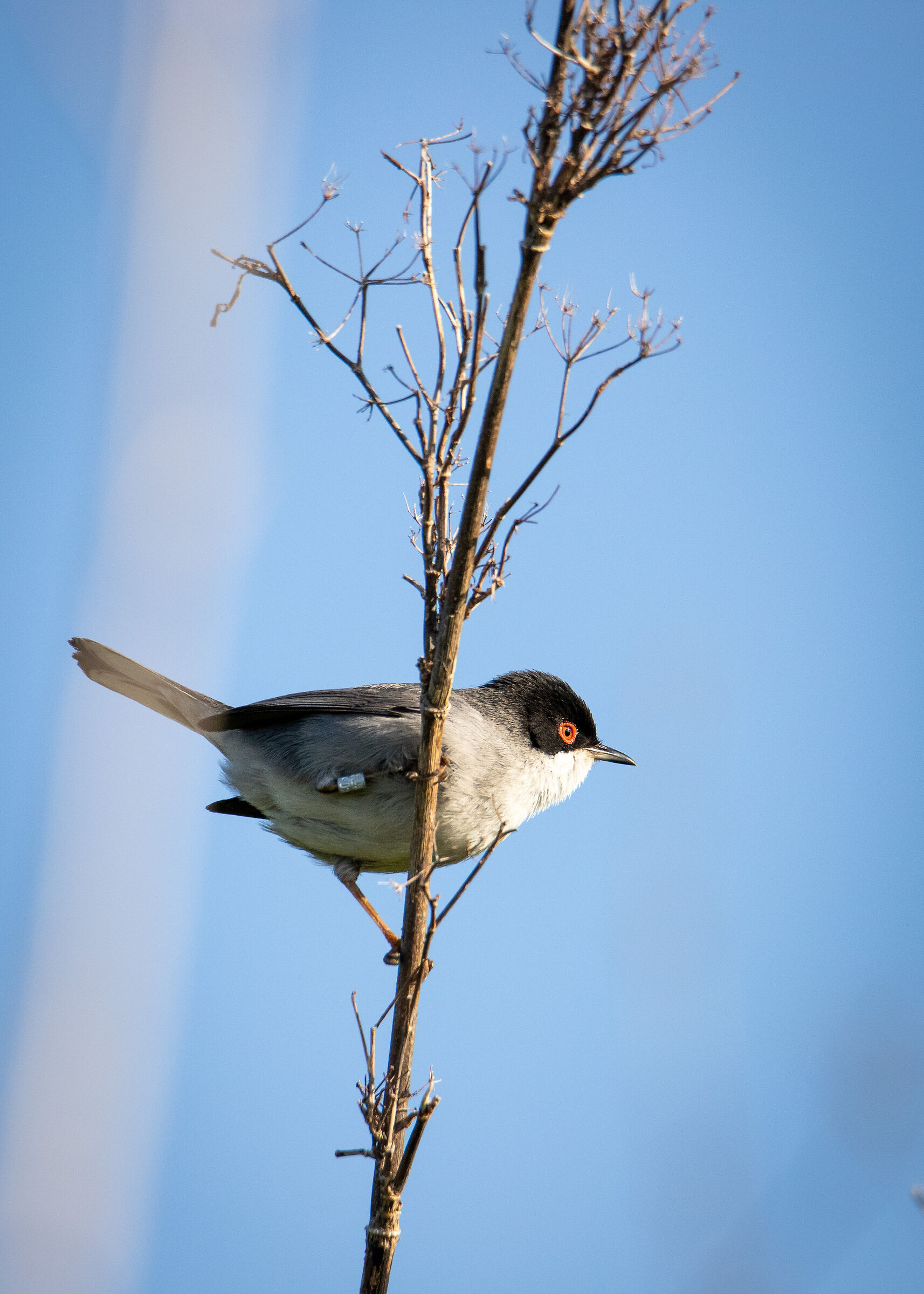 Warbler (Sylvia melanoleuca)
