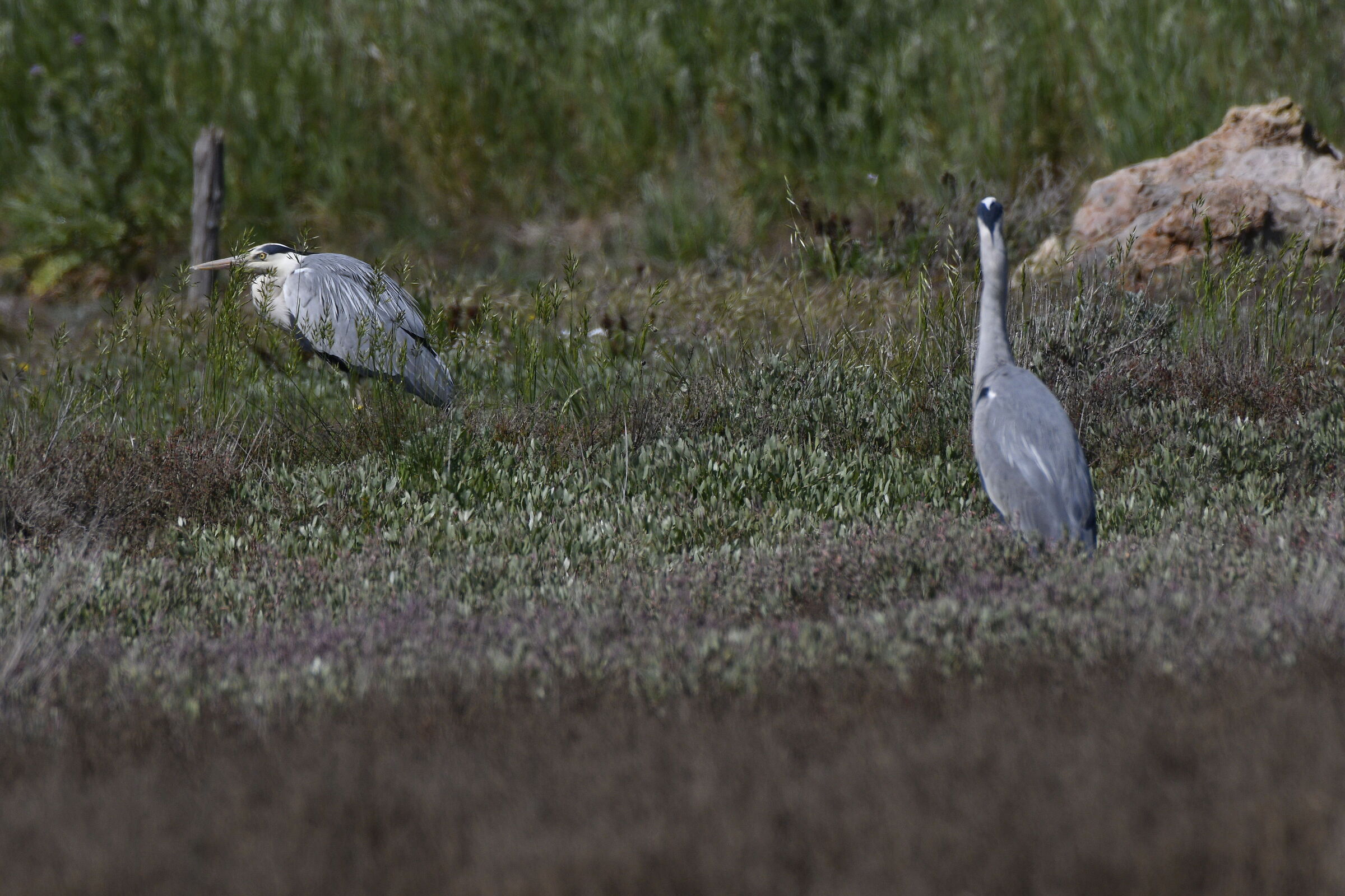Grey Herons