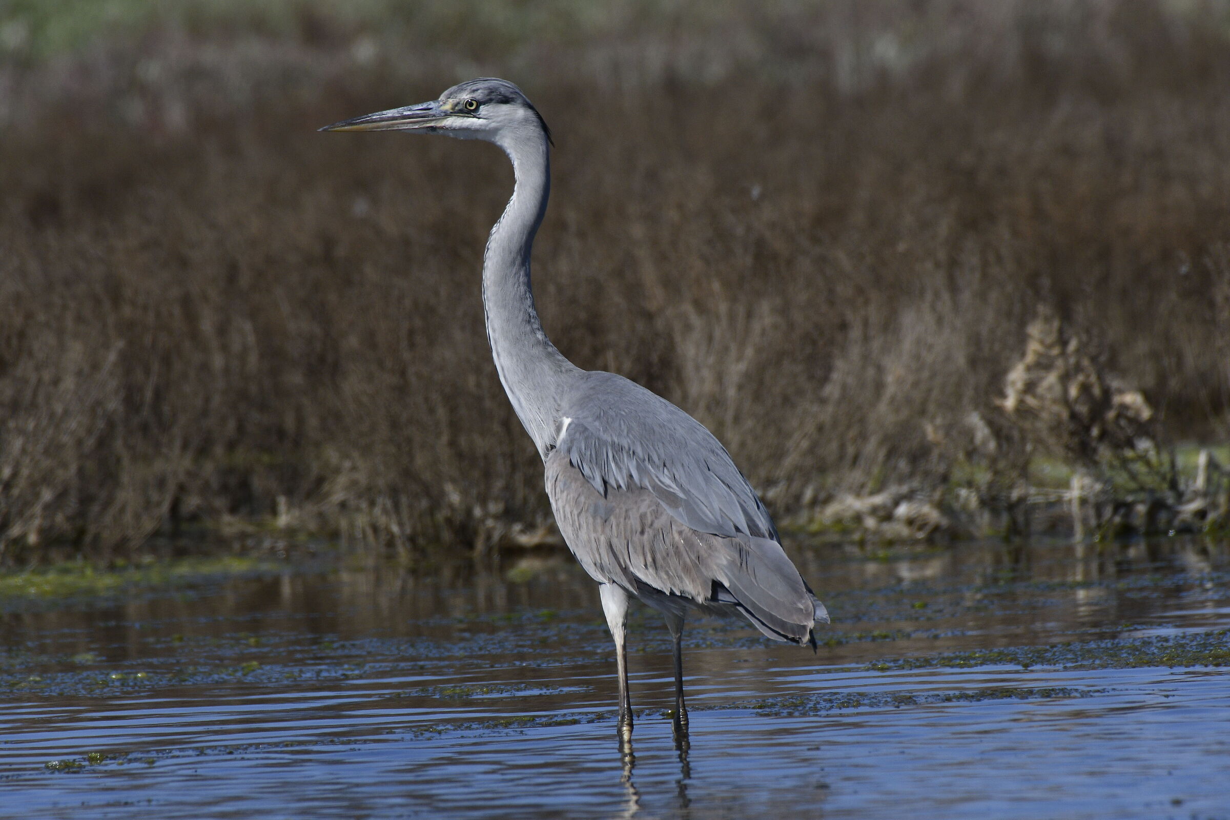 Heron in the foreground