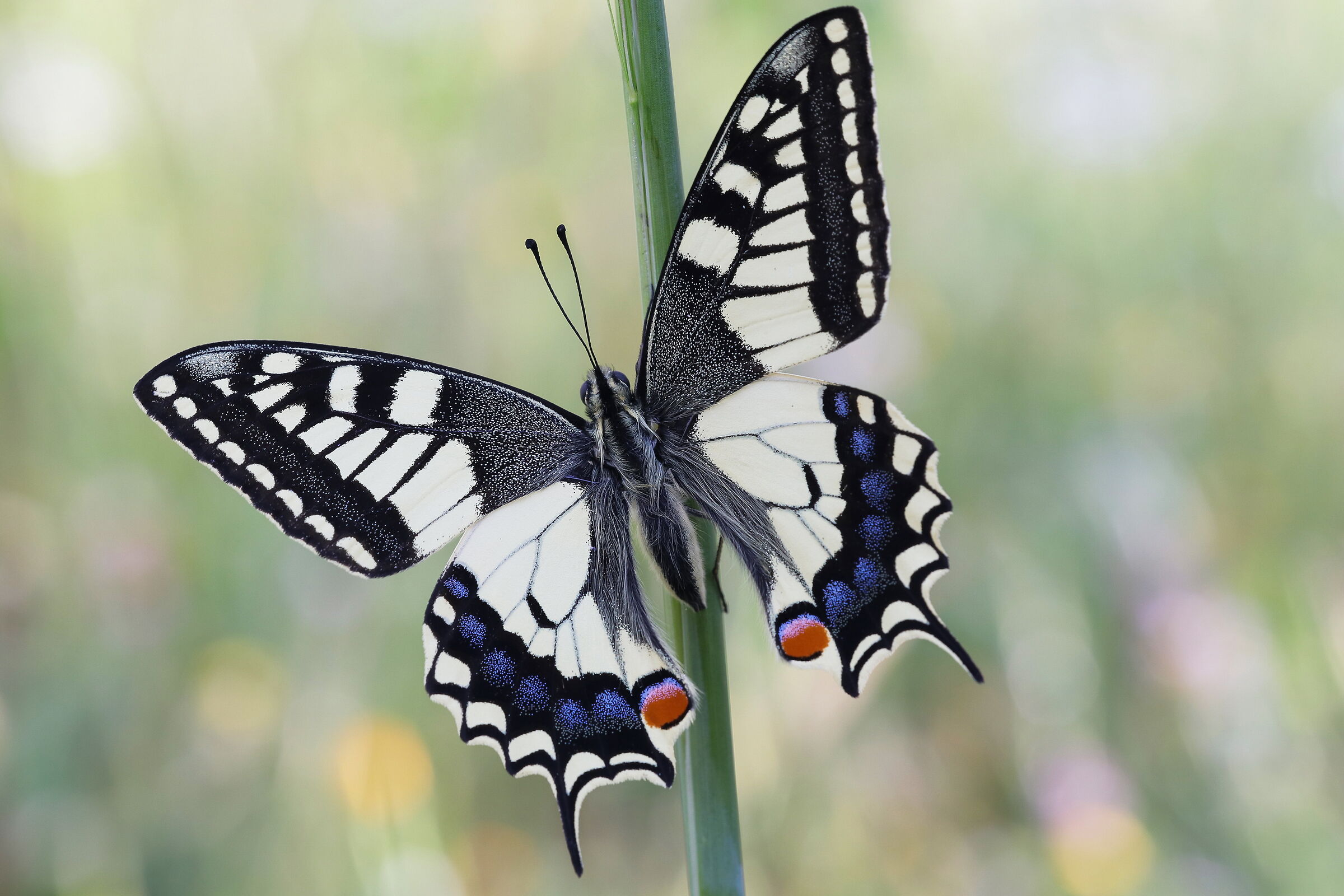 Papilio machaon