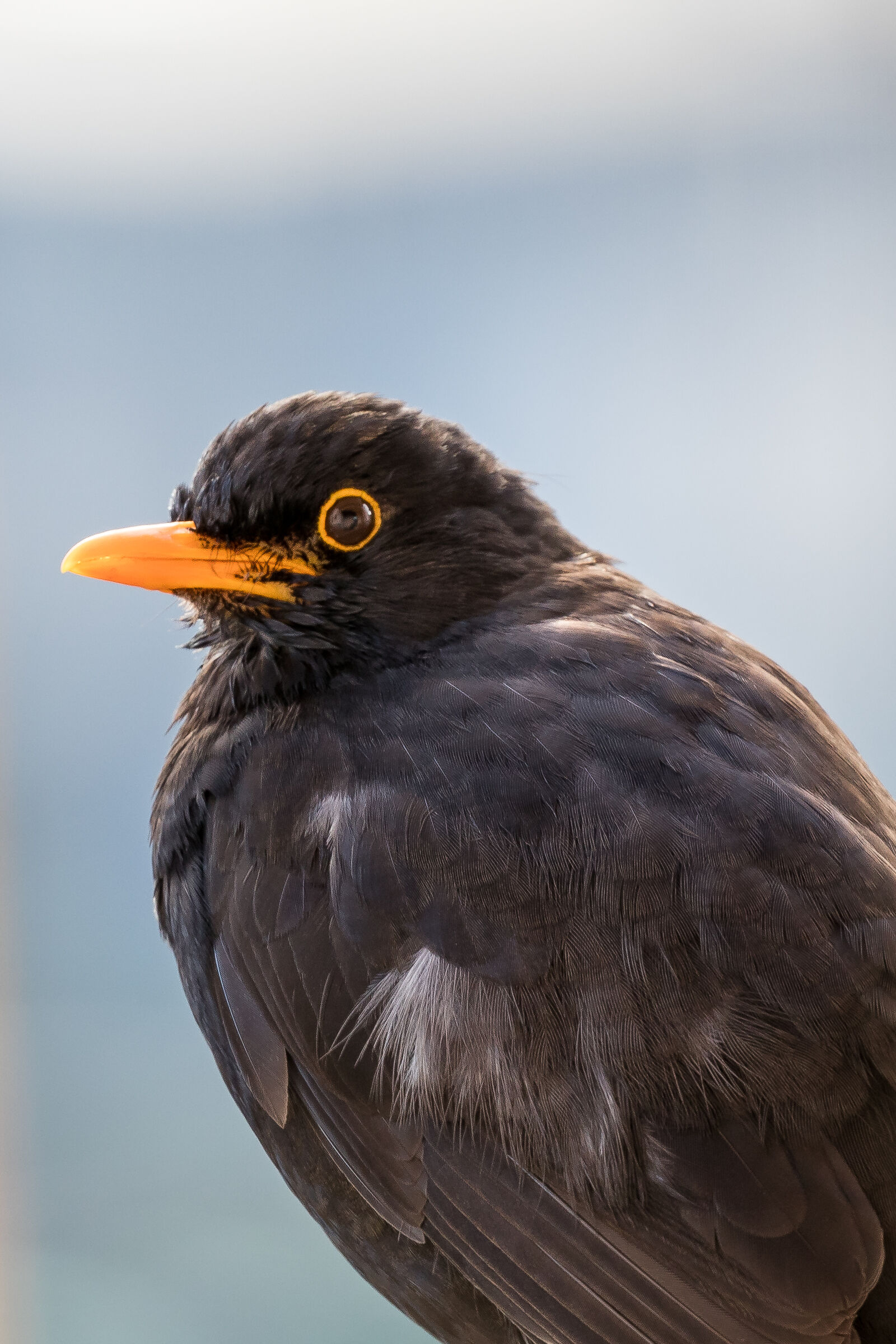 Blackbird of my garden
