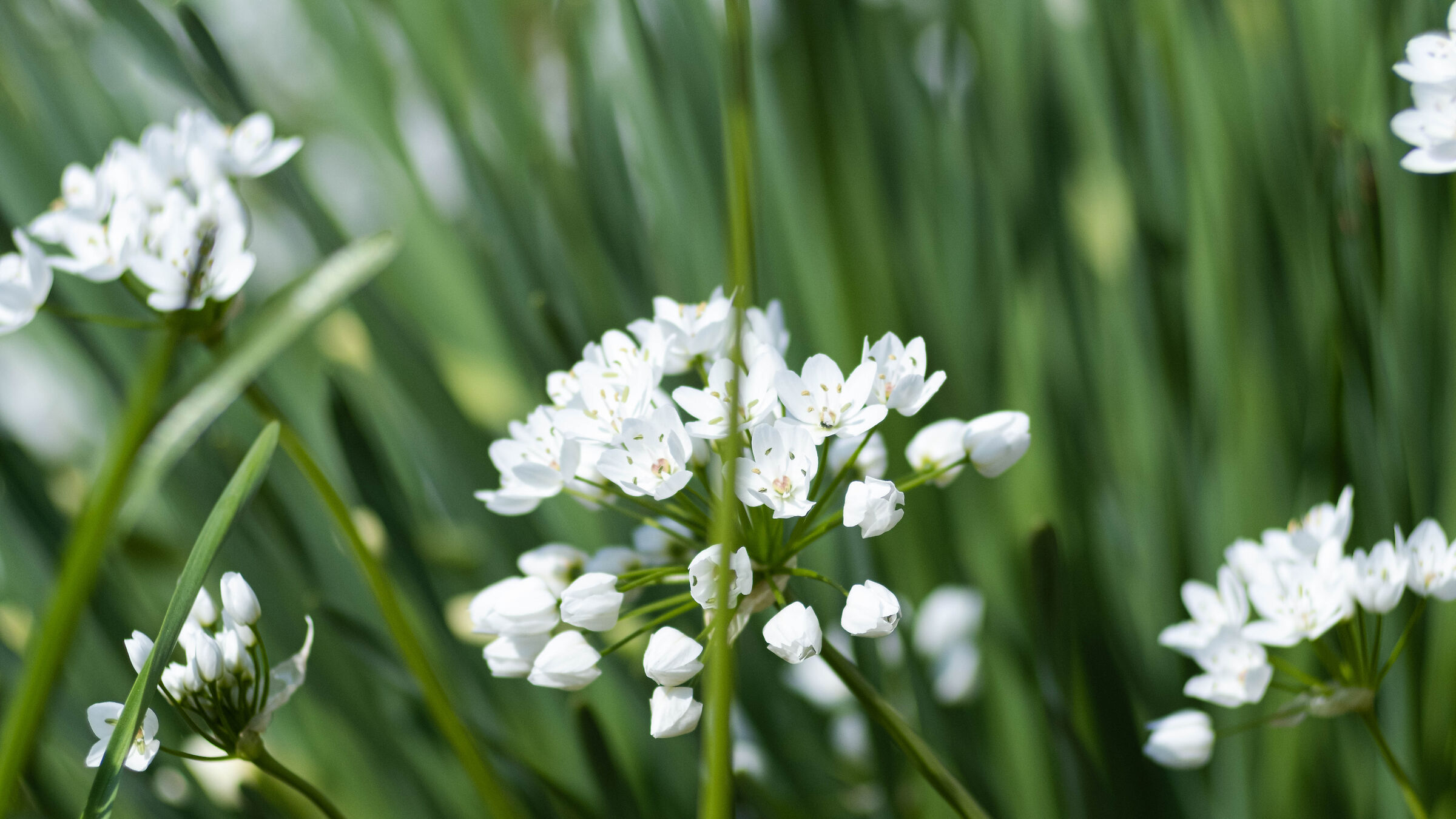 Fiore dell'aglio, scattata col Tair 11-a