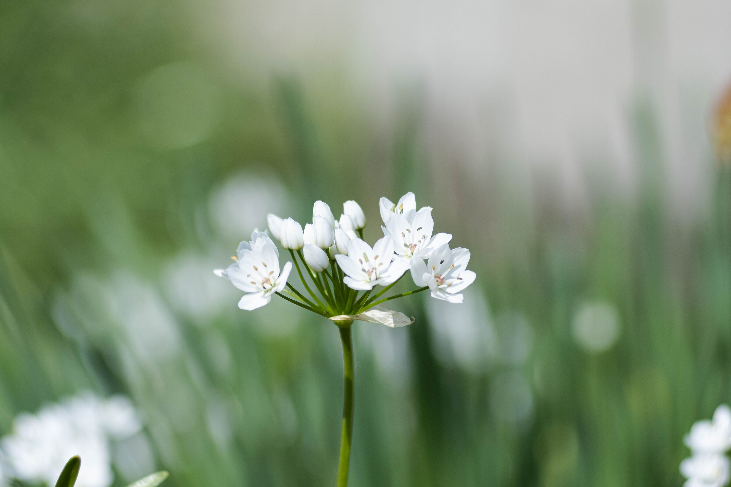 Fiore dell'aglio 2, scattata col Tair 11-a
