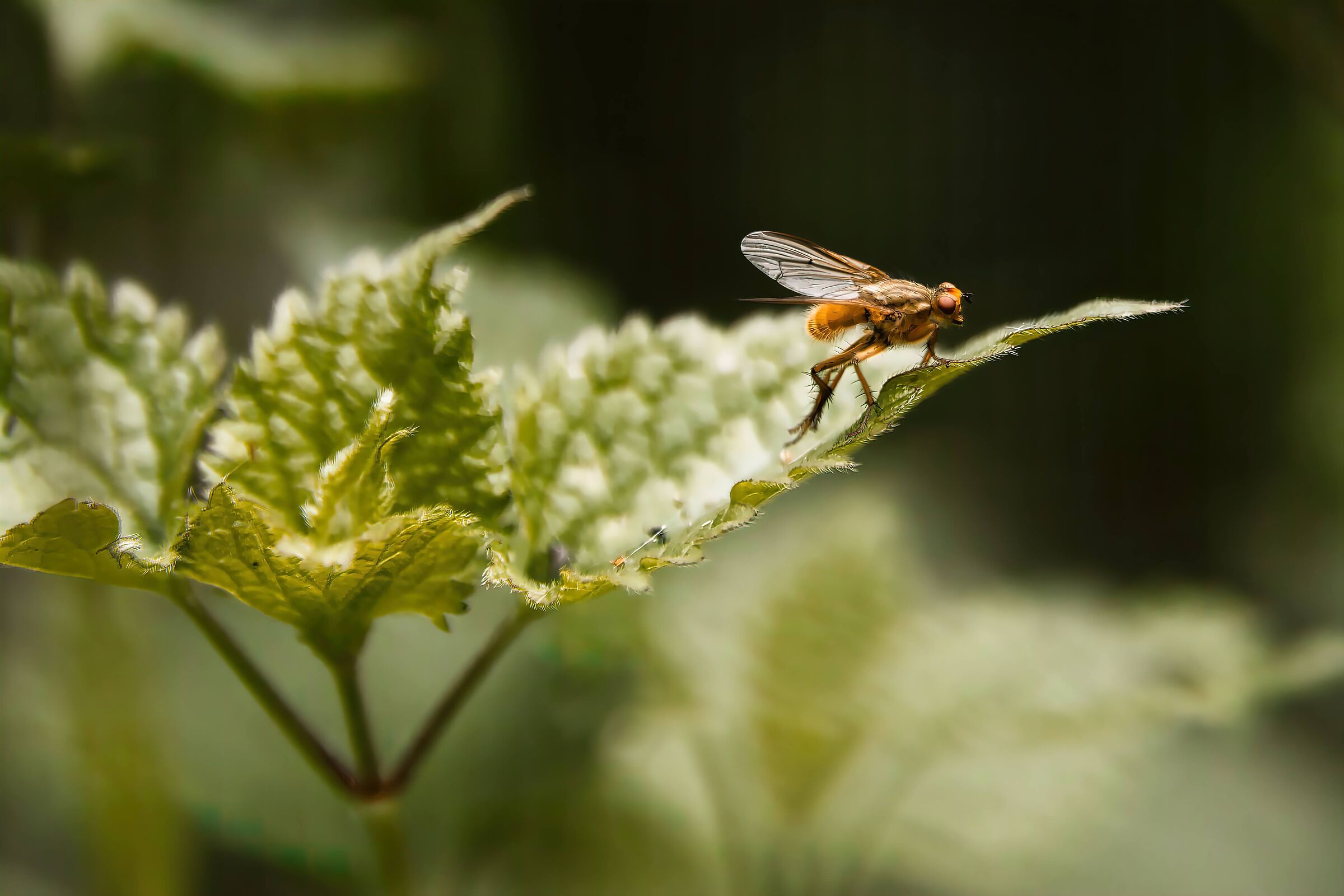 Pentax K70 ottica Irix 150 f2.8 macro