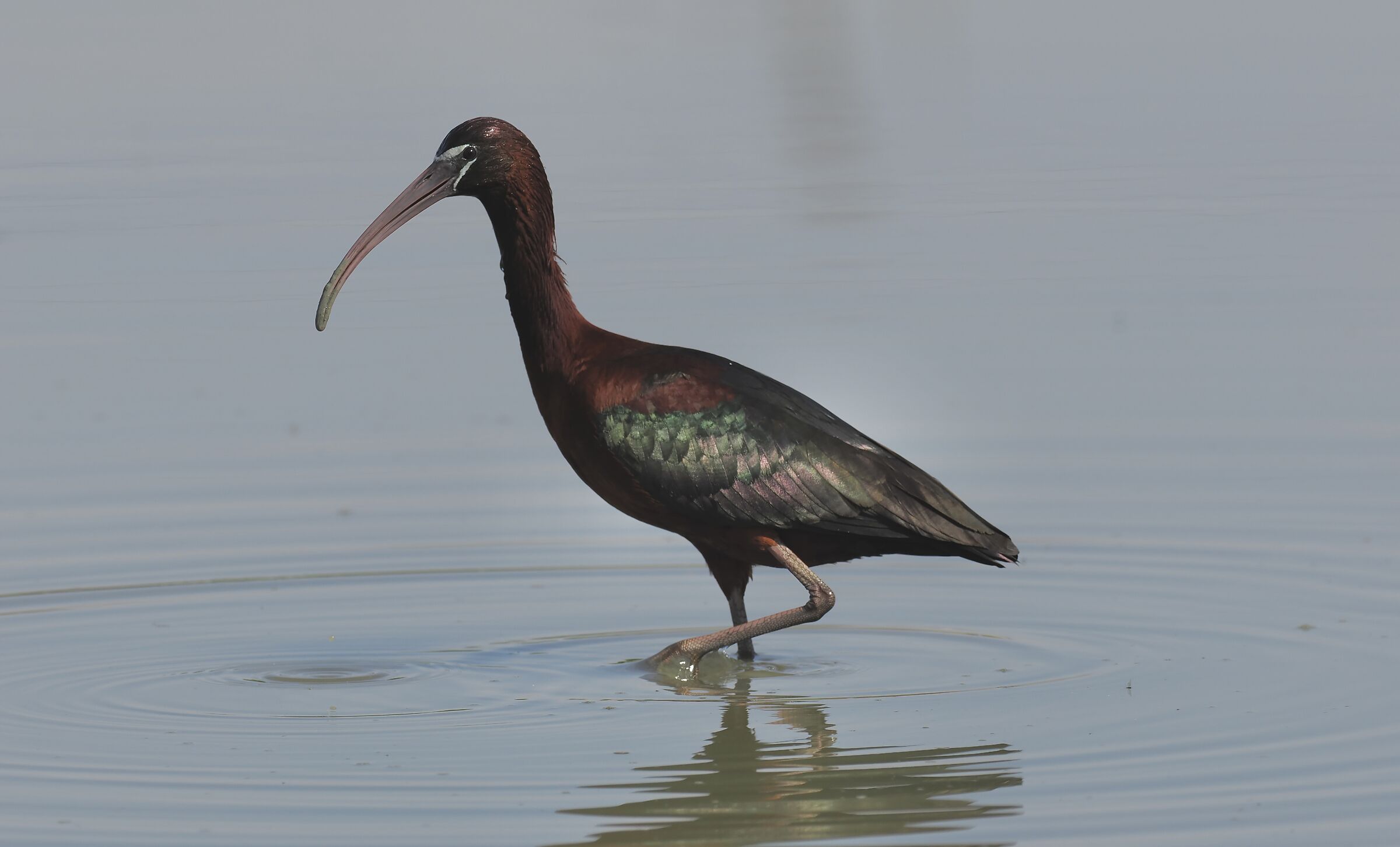 Ibis Mignattaio
