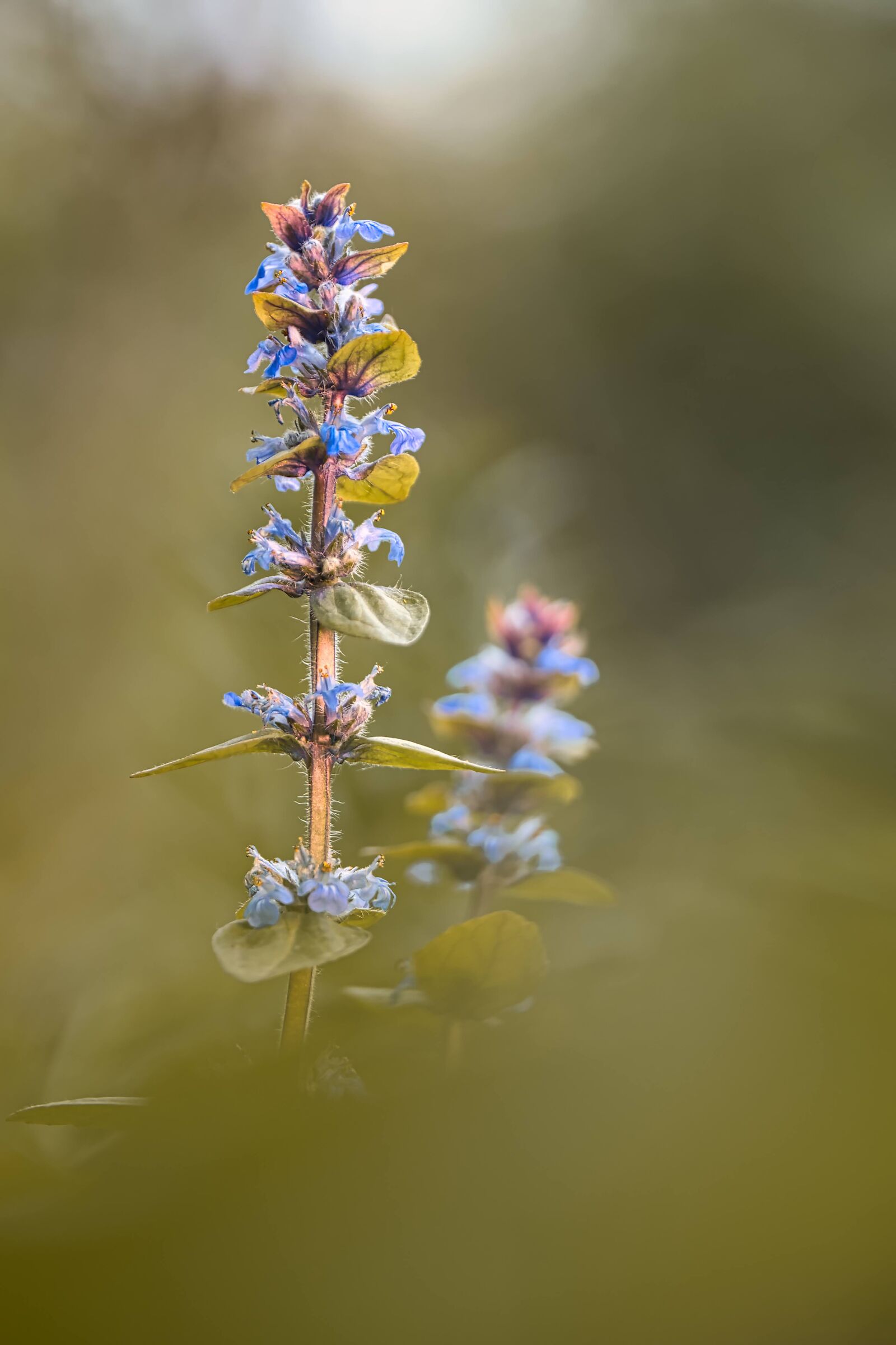 Pentax K70 ottica Irix 150 f.2.8 macro