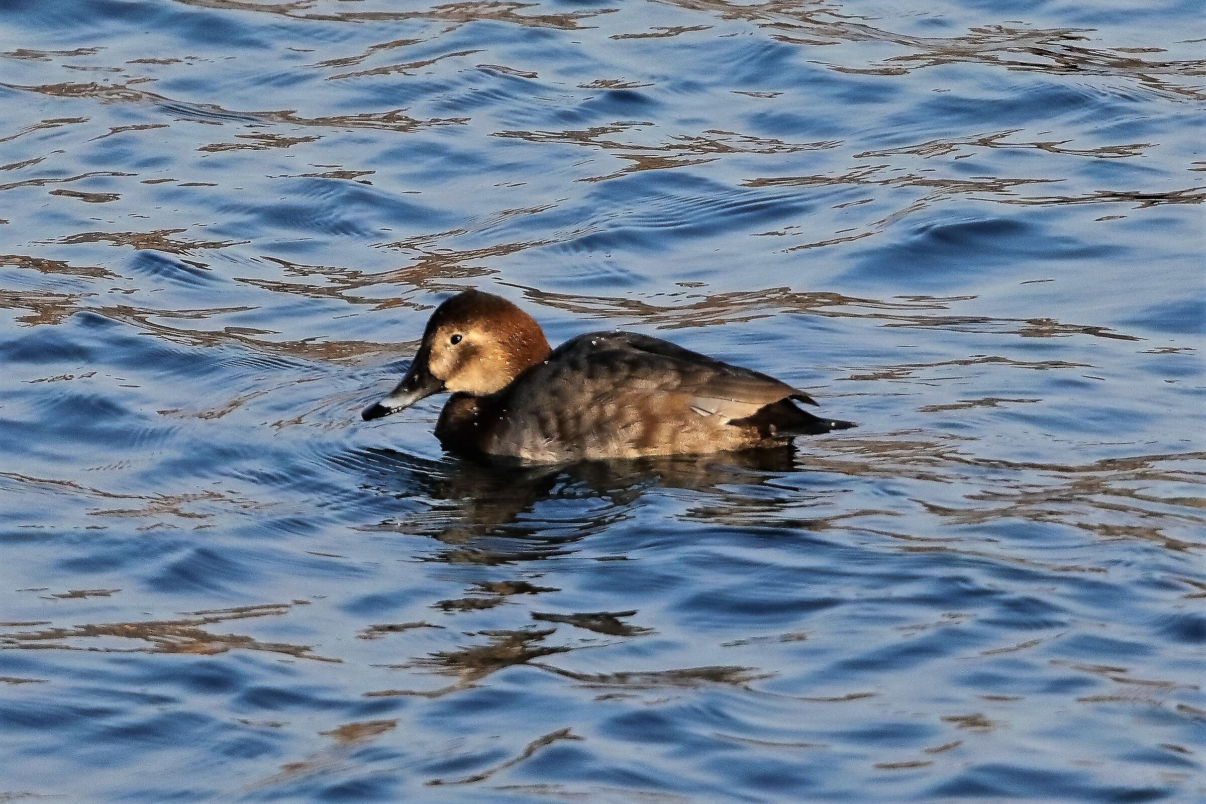 Moriglione 08-02-2023