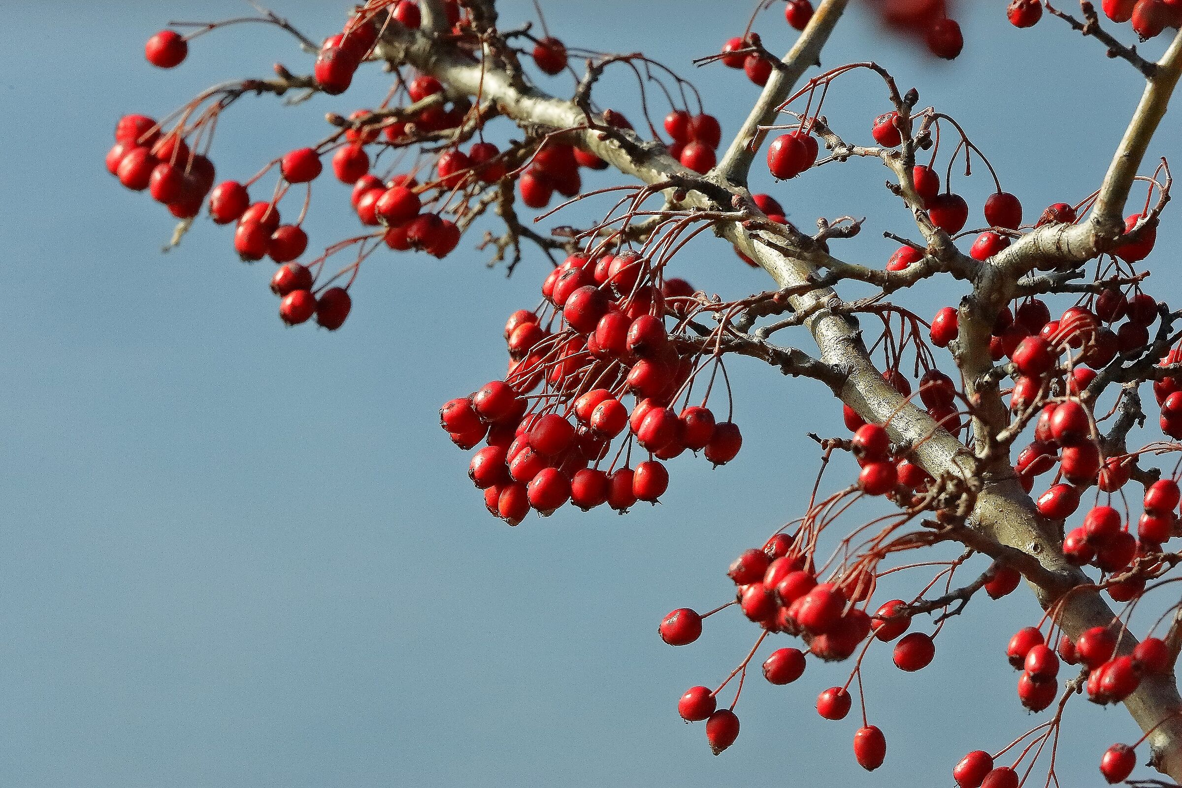 Bacche 25 febbraio 2023