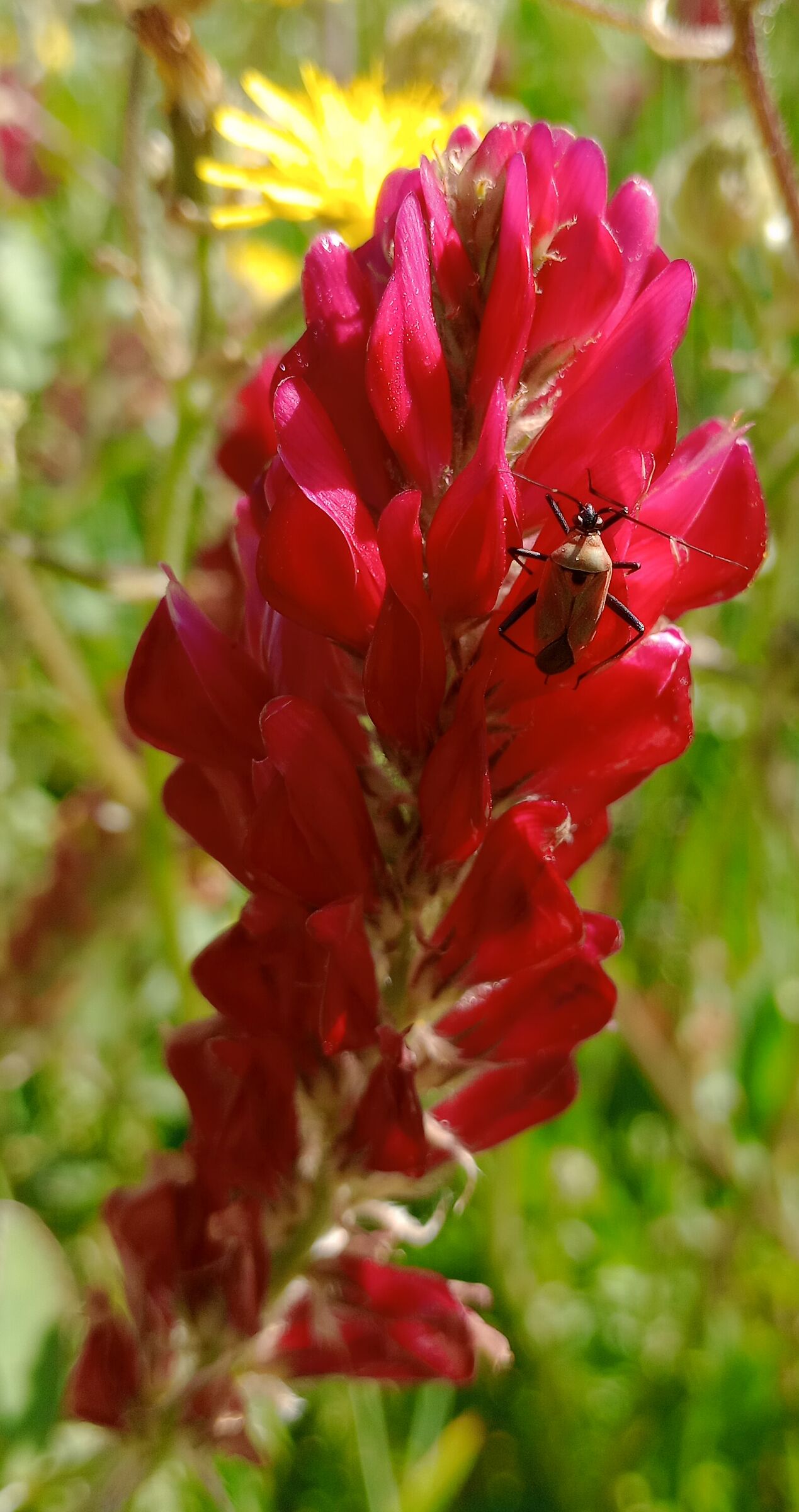 insetto su fiore di sulla