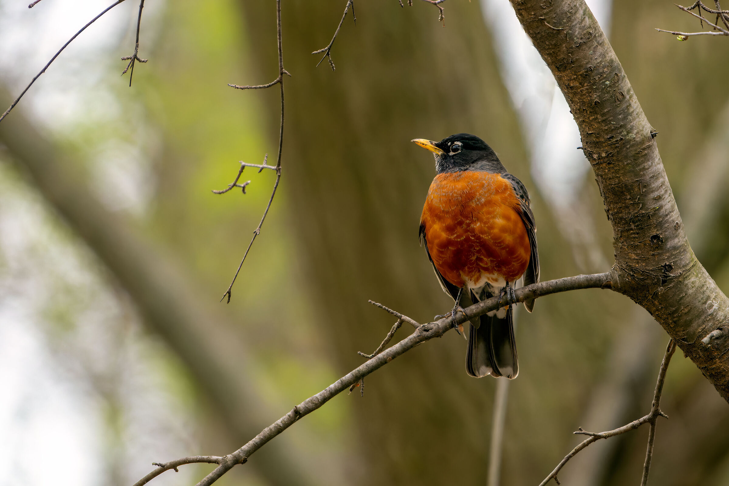 American robin (Turdus migratorius)