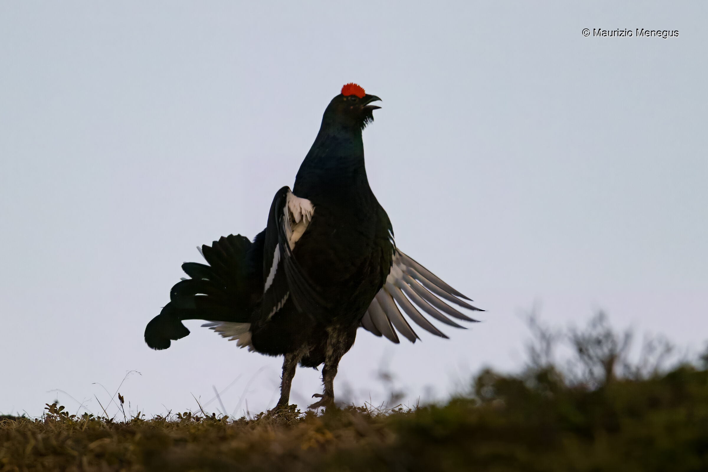 Gallo forcello alle prime luci