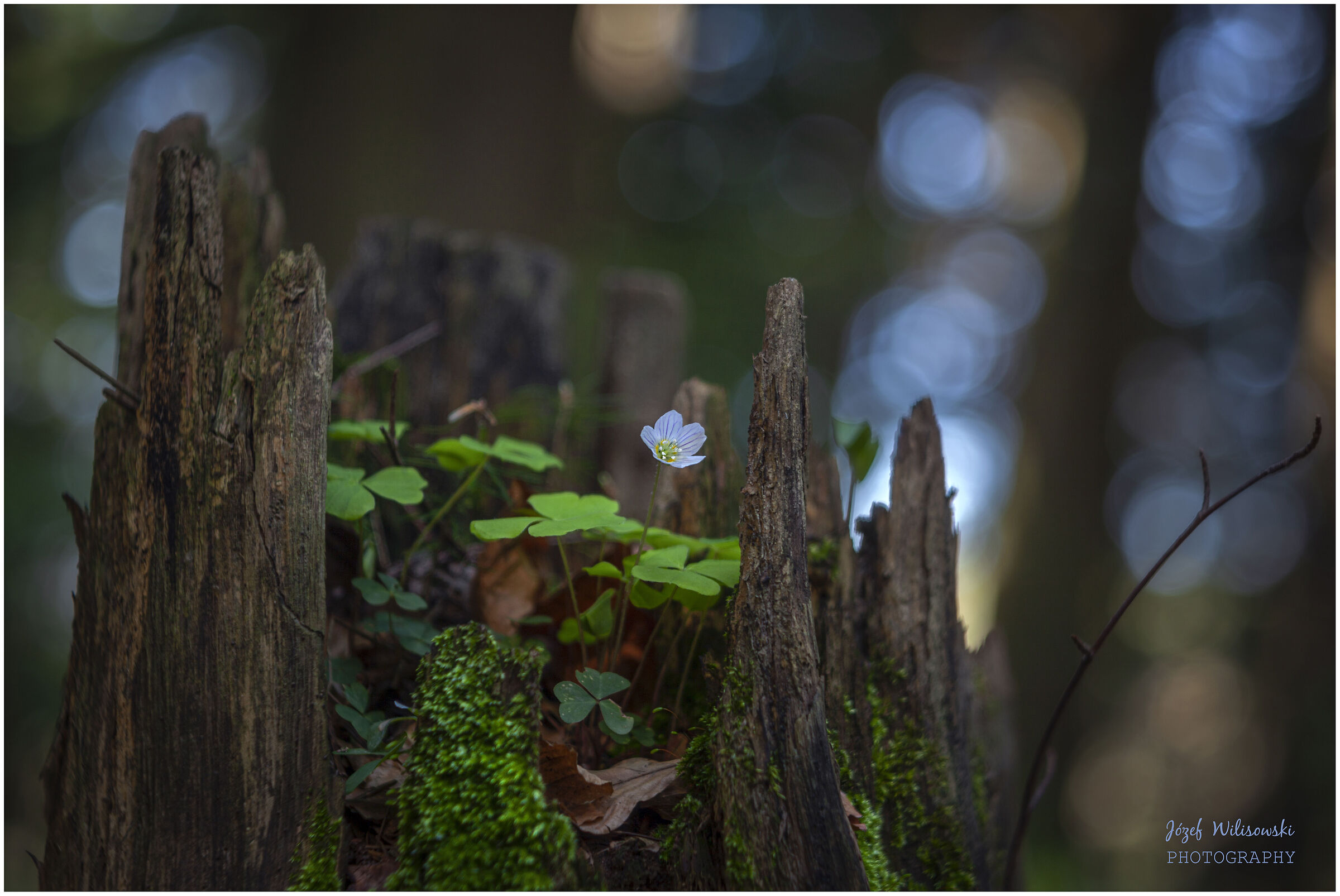 Modified Diaplan 80/2,8