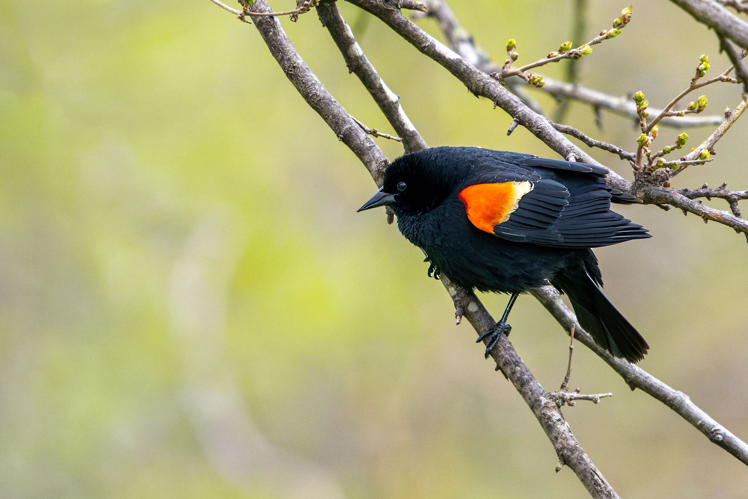 Red-winged blackbird (Agelaius phoeniceus)