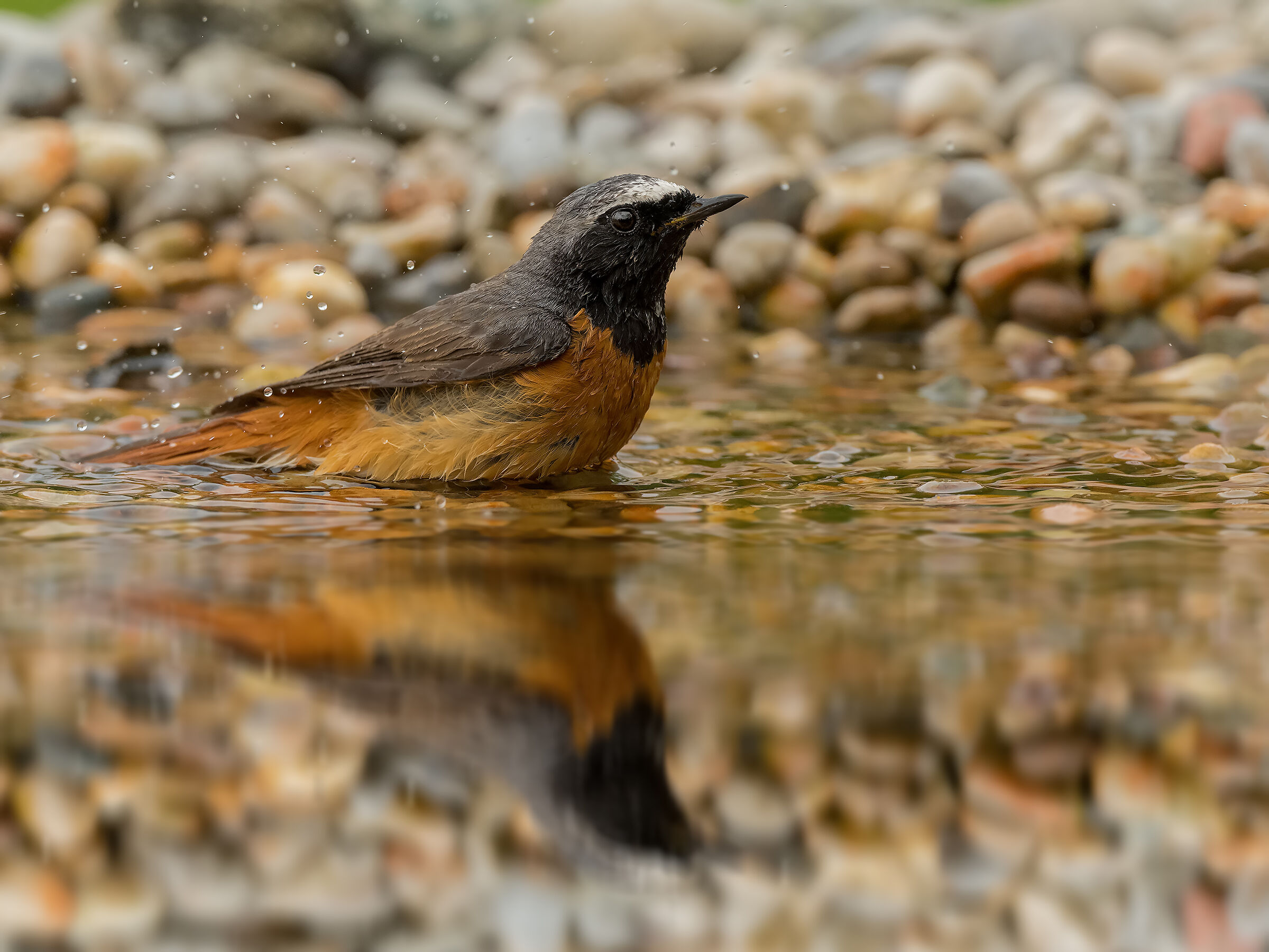 Redstart at the bath