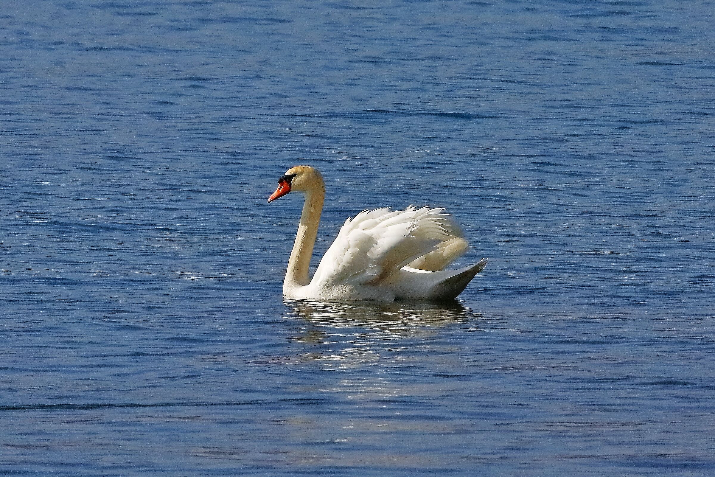 Cigno R 25 febbraio 2023