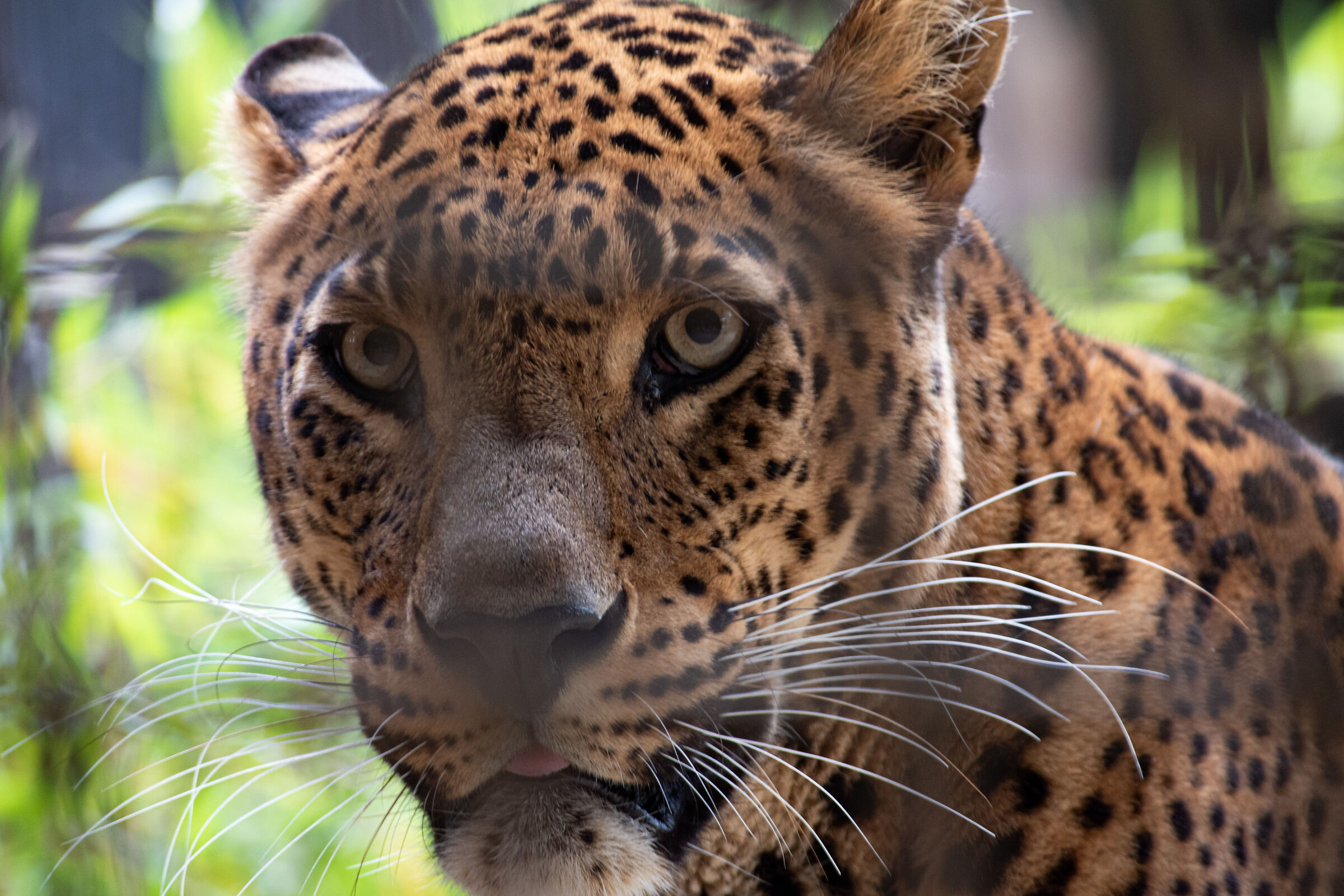 Leopardo (purtroppo dietro a rete)