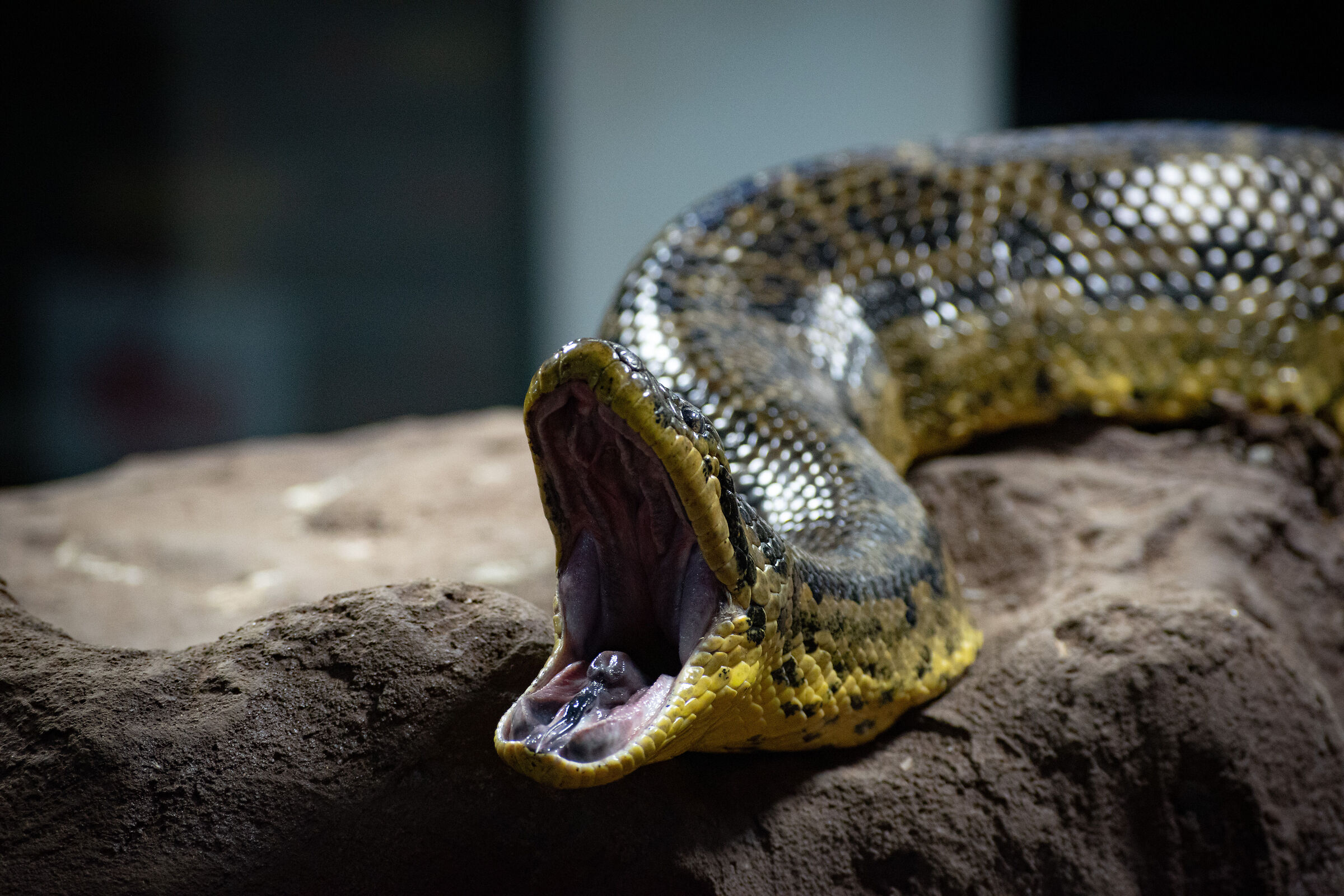 Anaconda gialla (sgranchisce mandibola)