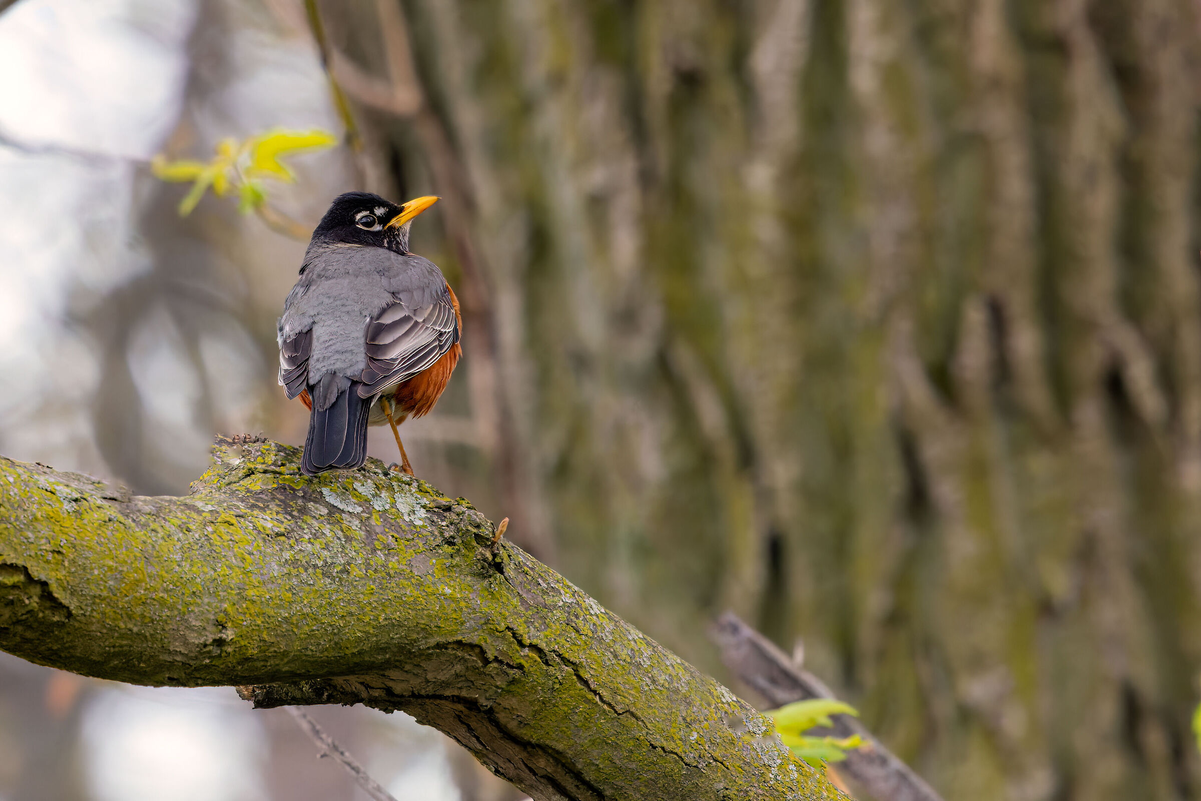 American robin (Turdus migratorius)
