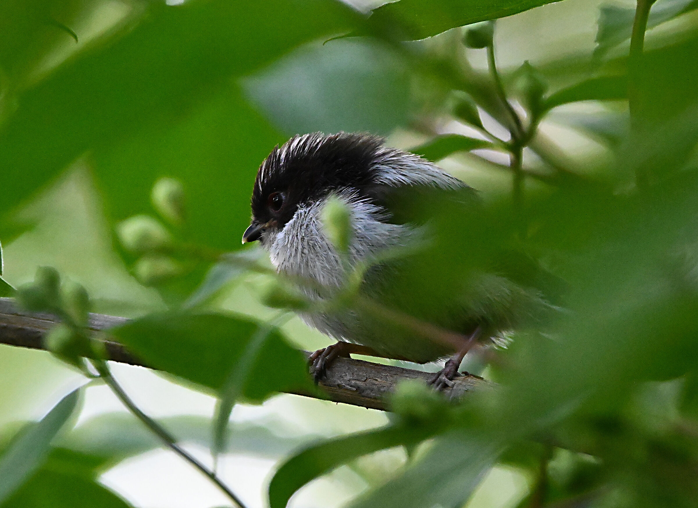 Titmouse