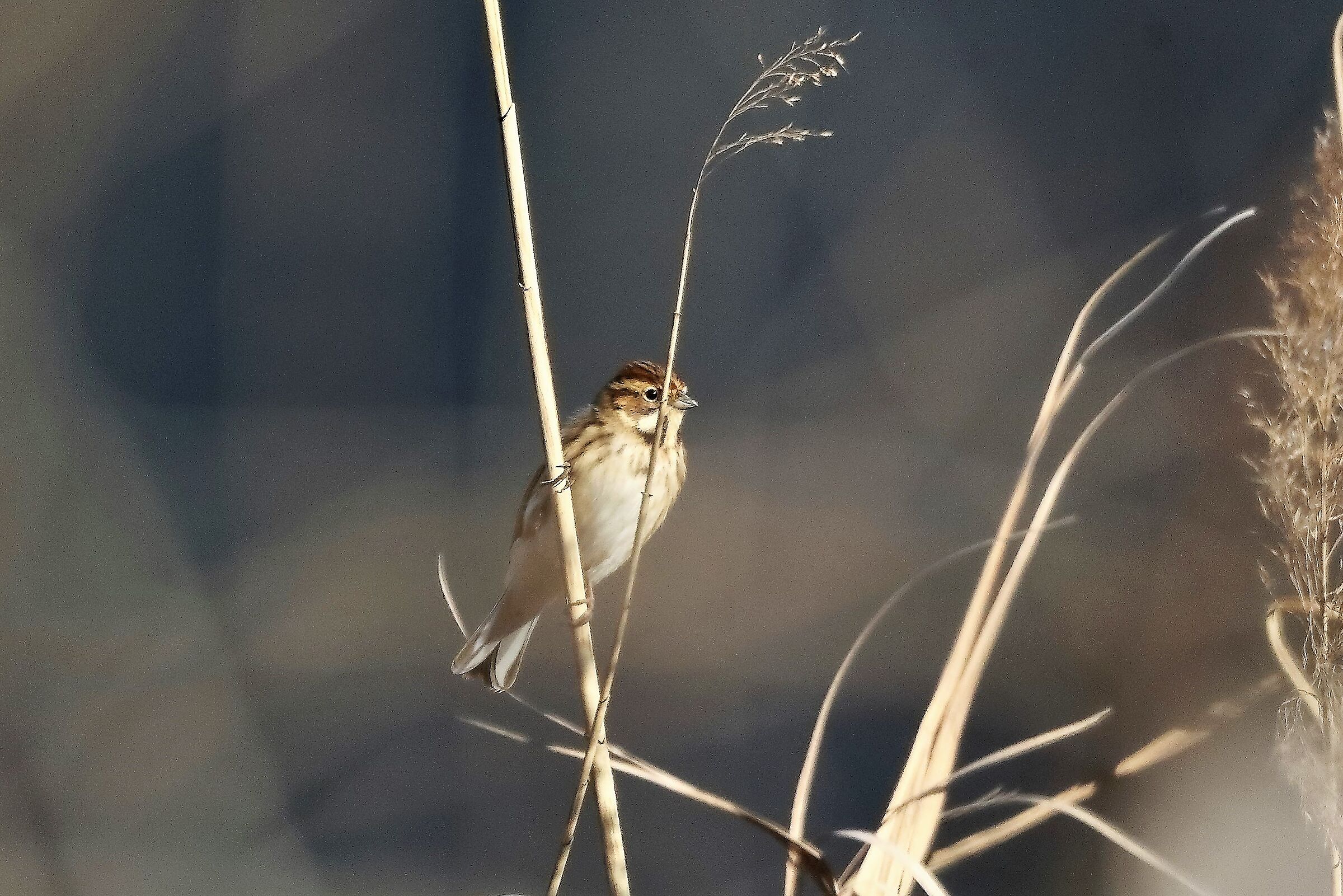 Migliarino 11-02-2023