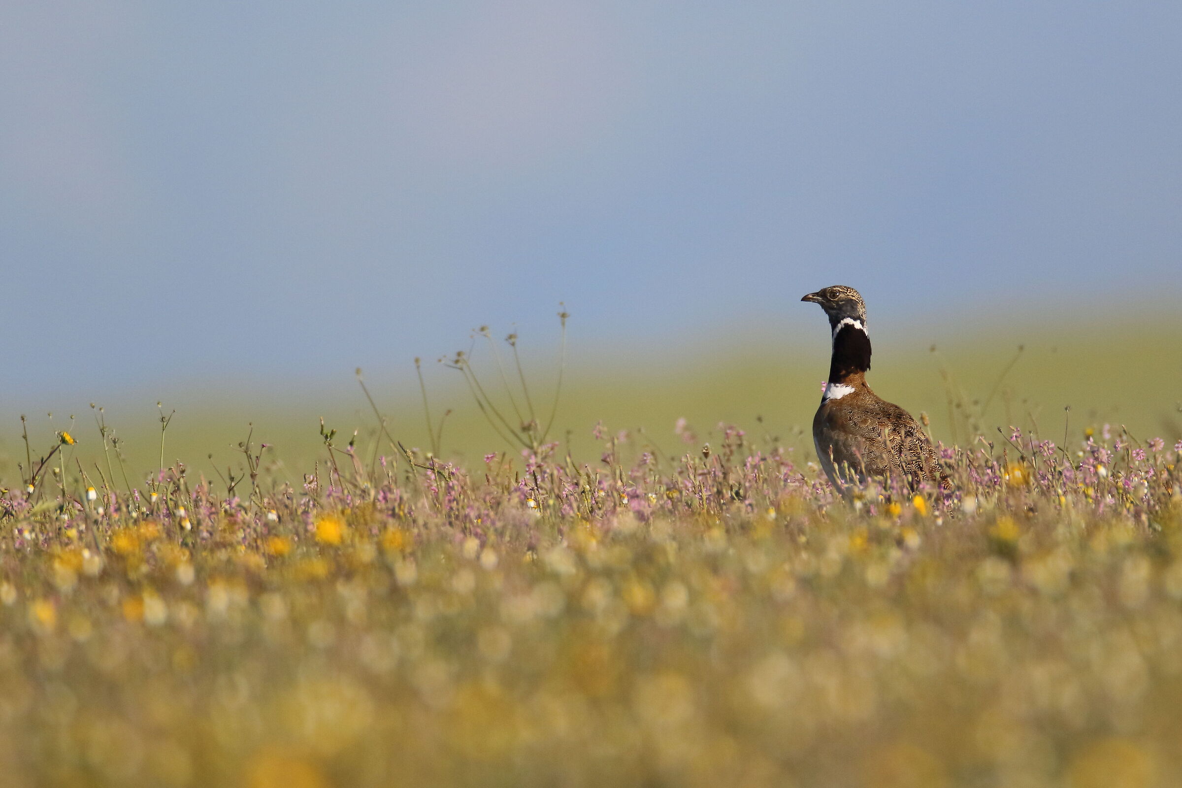 Little bustard