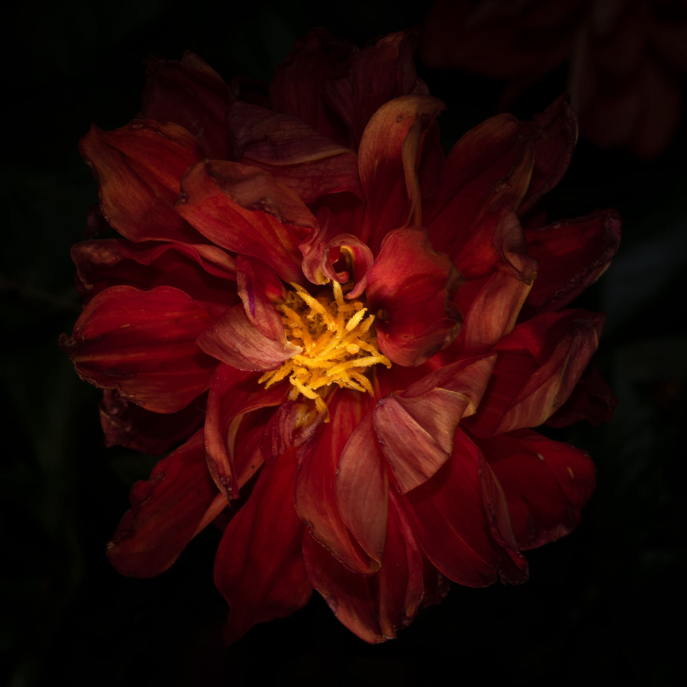 Bellezza effimera