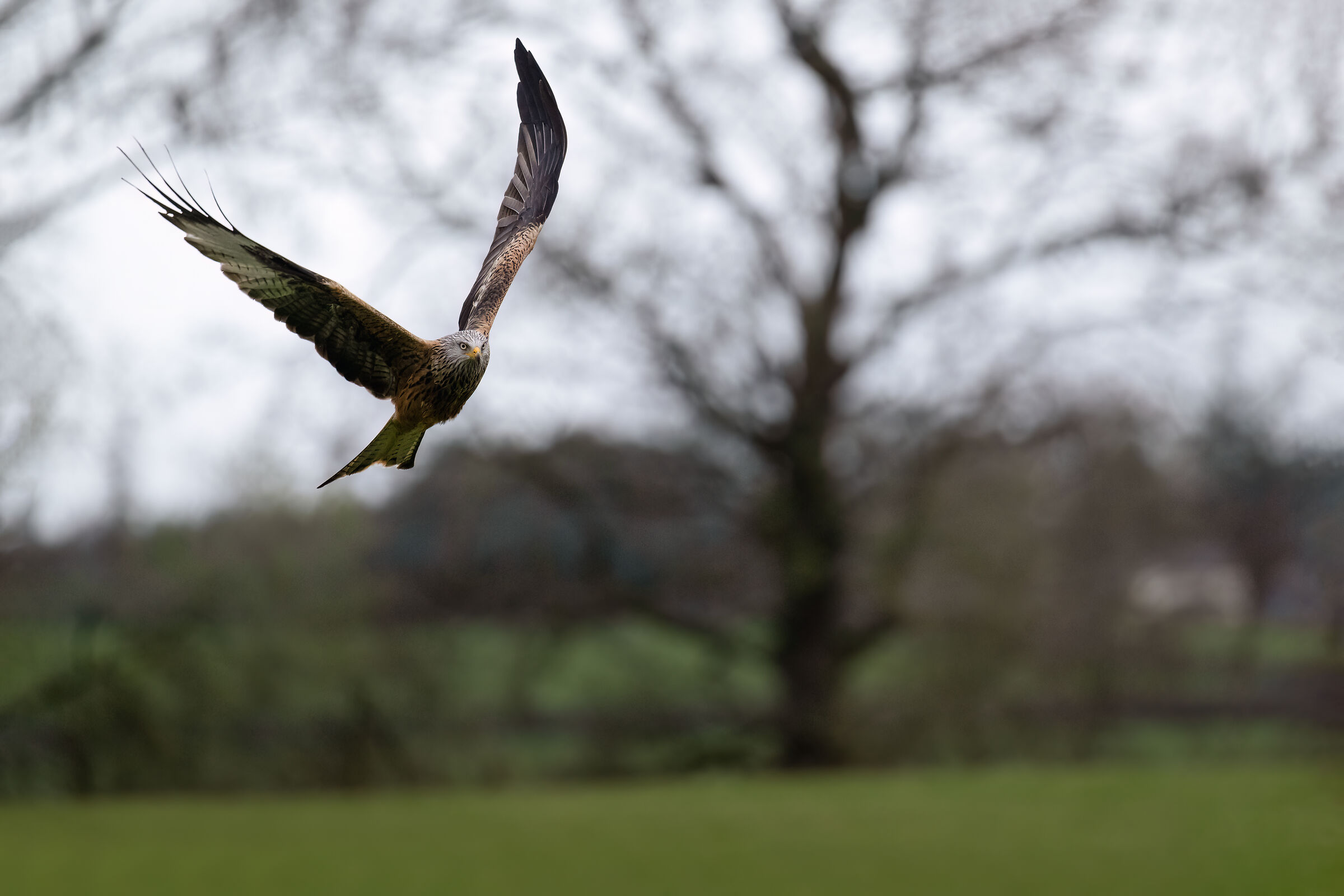 Red Kite (Milvus milvus)