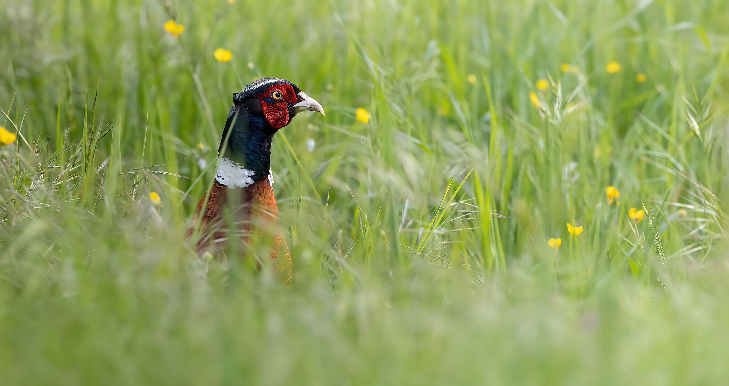 Comfortable in tall grass