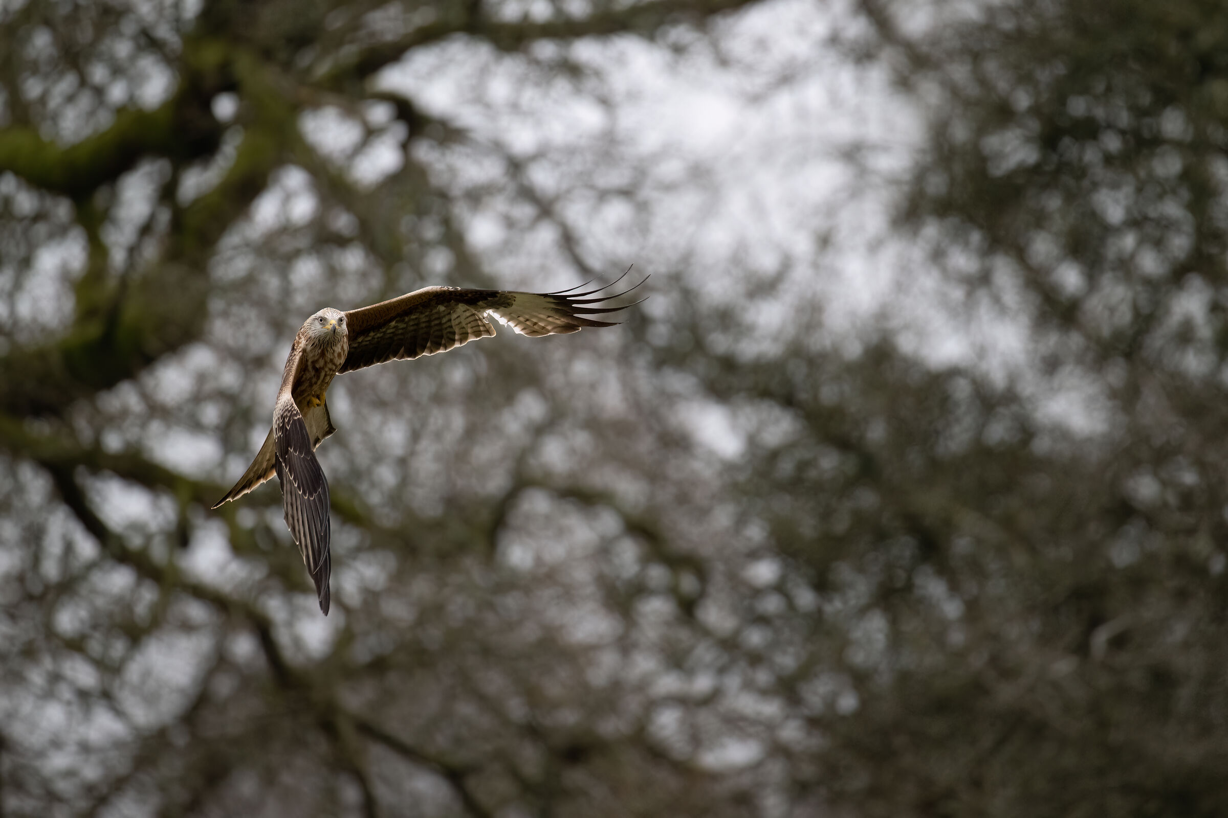 Red Kite (Milvus milvus)