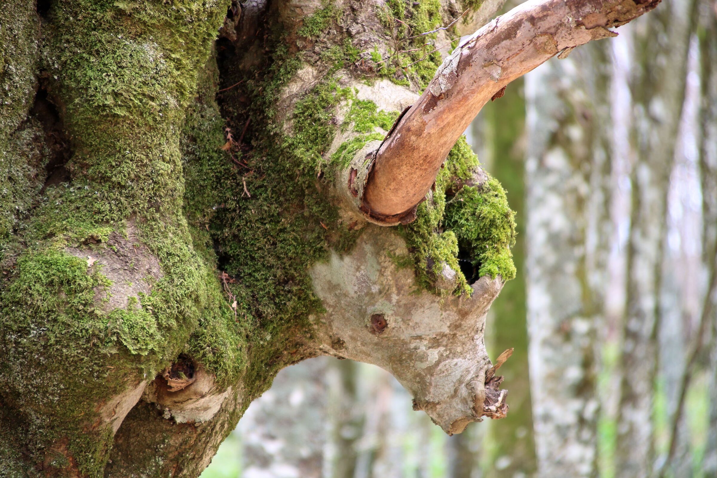 Ox tree