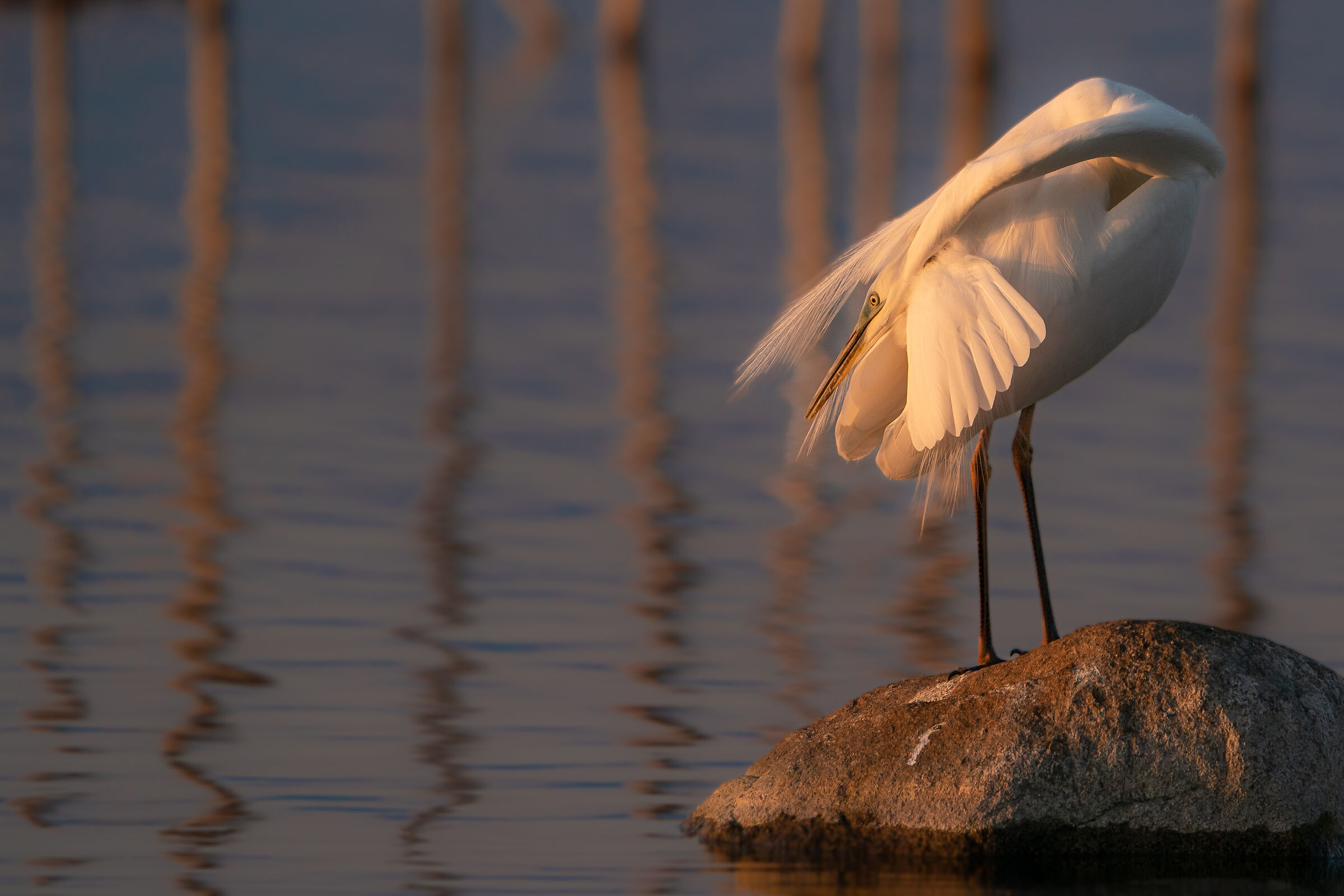 Great white heron