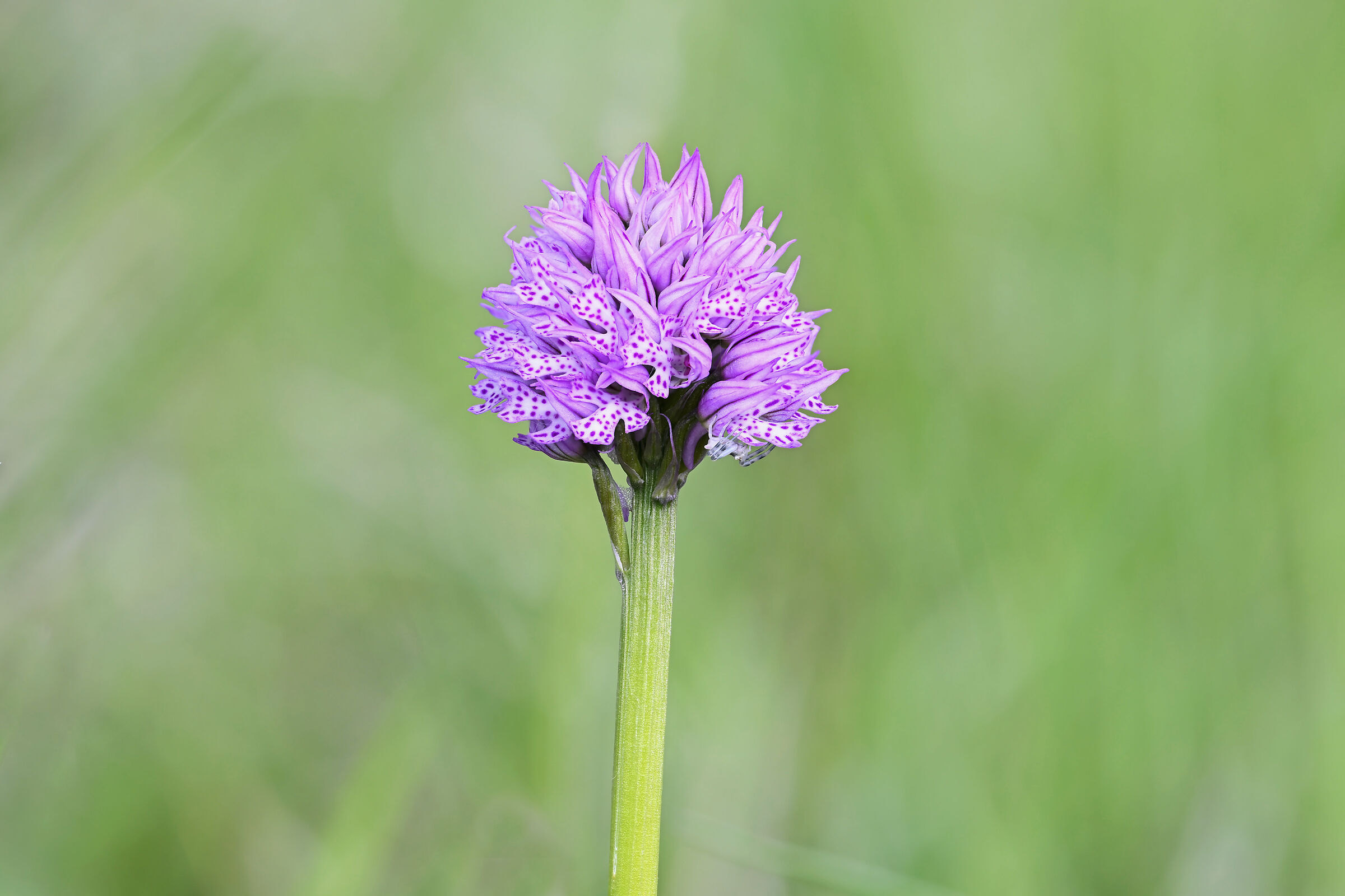 Neotinea tridentata con ospite