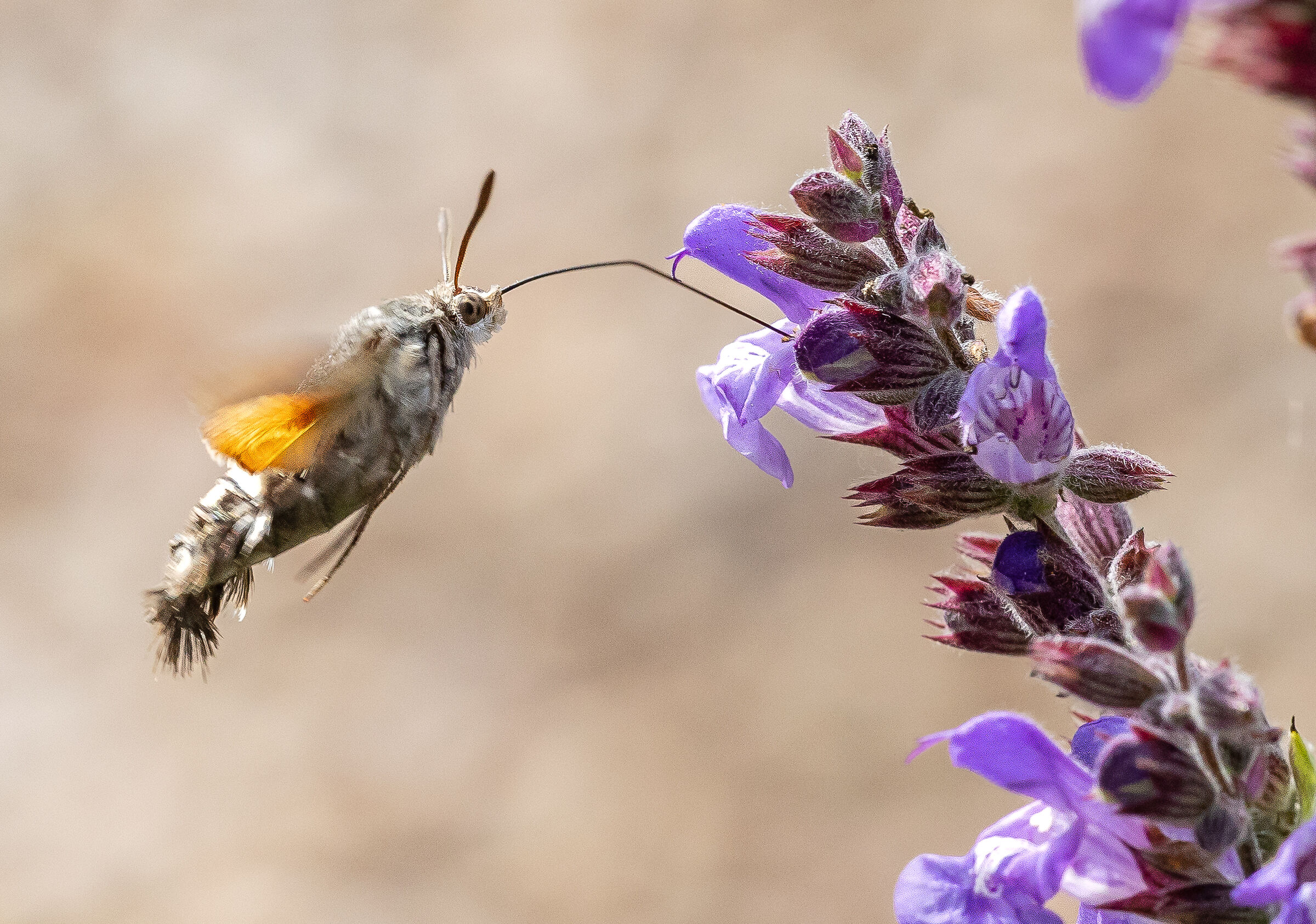 farfalla colibrì