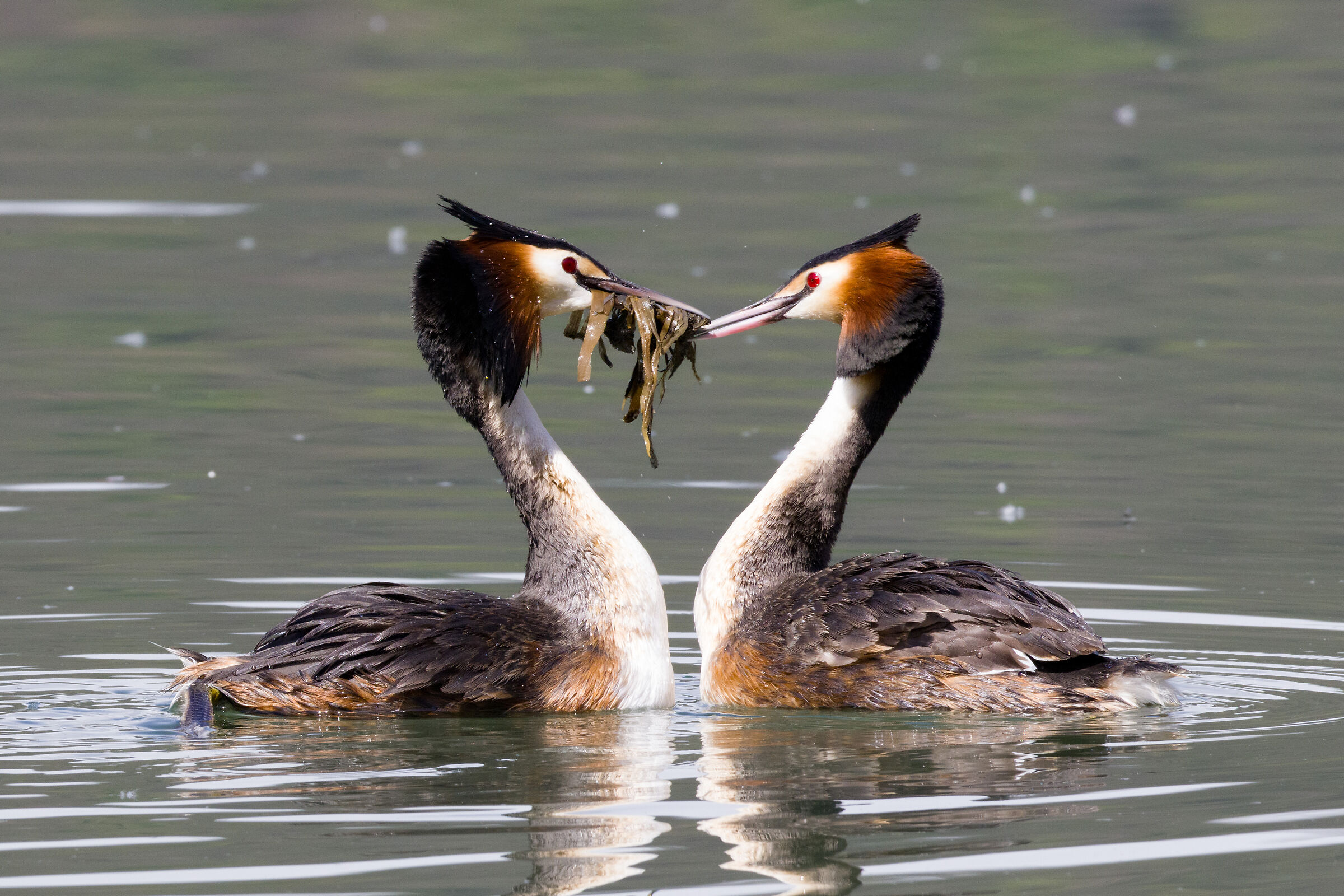L'Amour