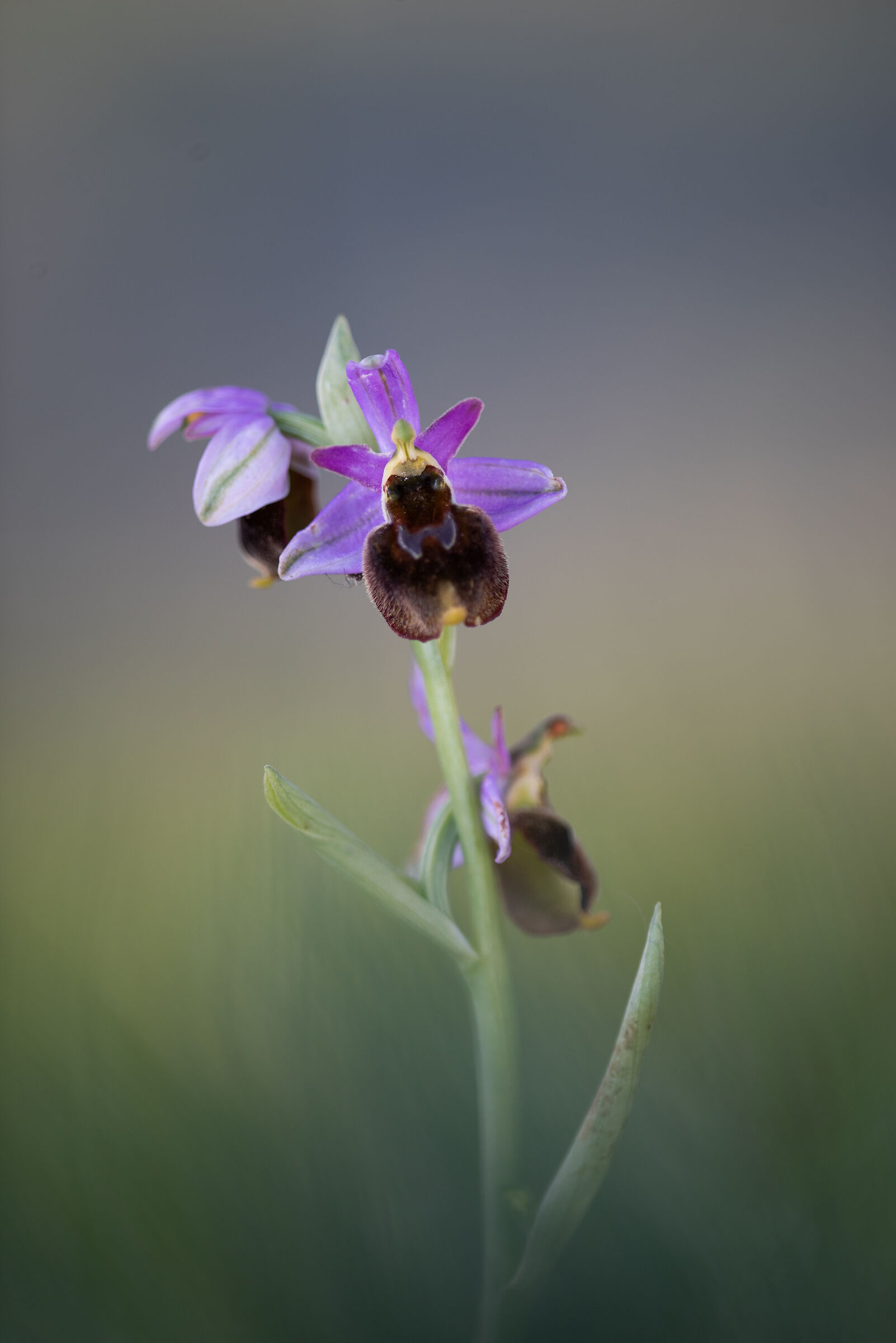 Ophrys Crabronifera