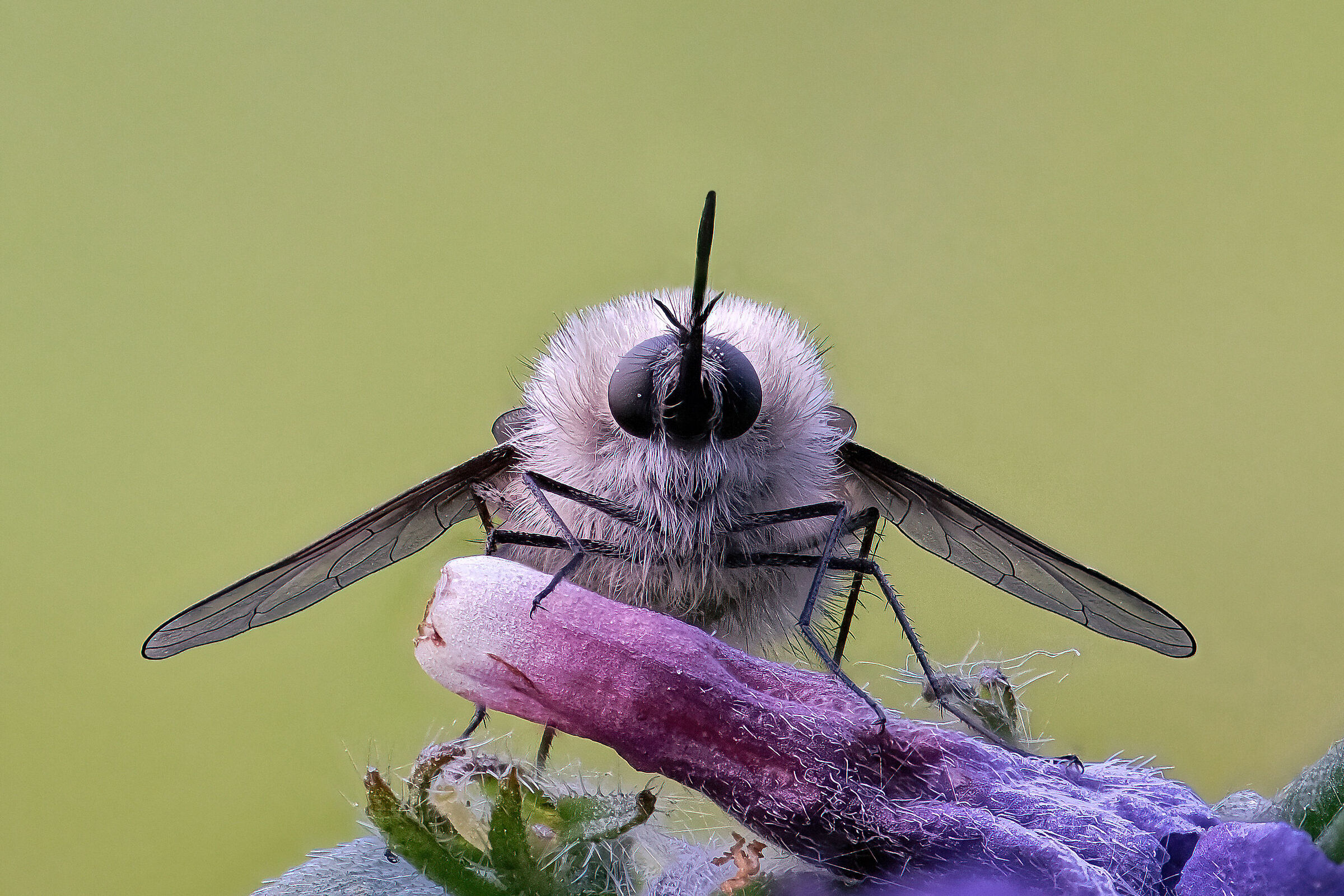 Bombylius minor