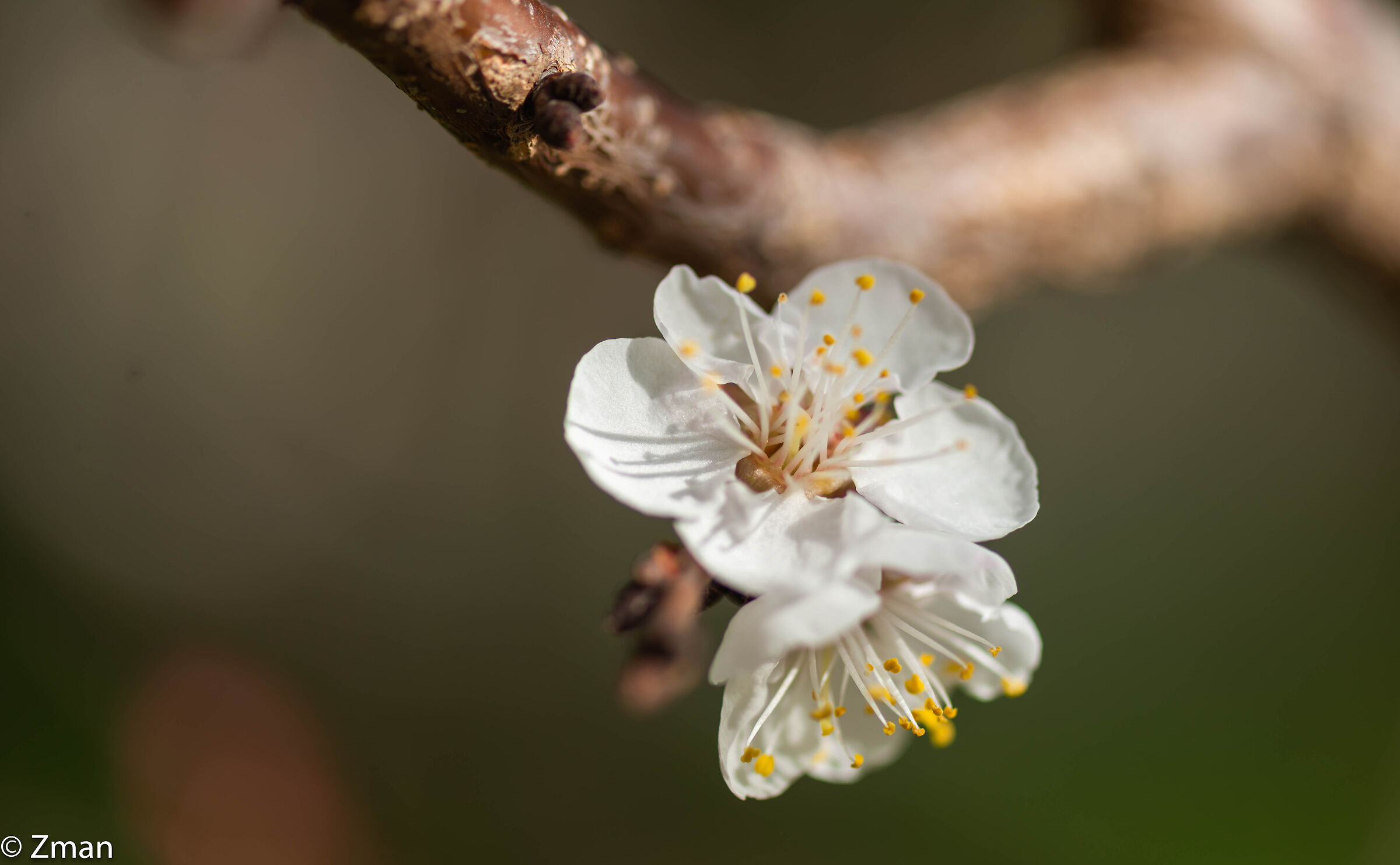 Appricot Blooms