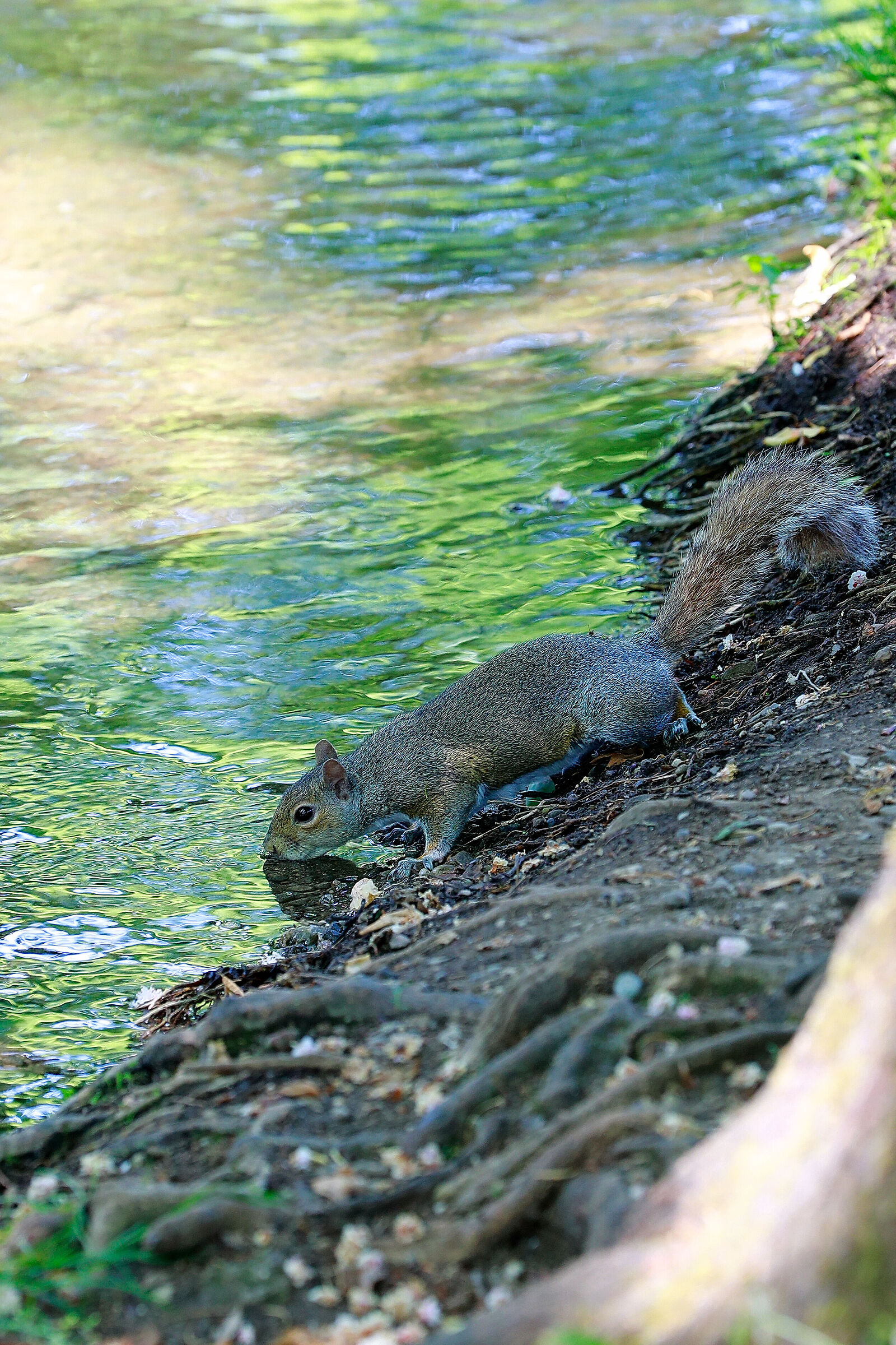 Parco villa reale Monza