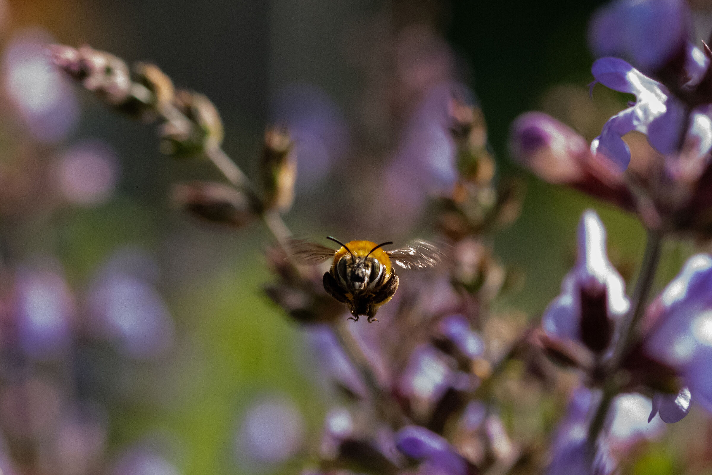 Ho i miei occhi su di te.