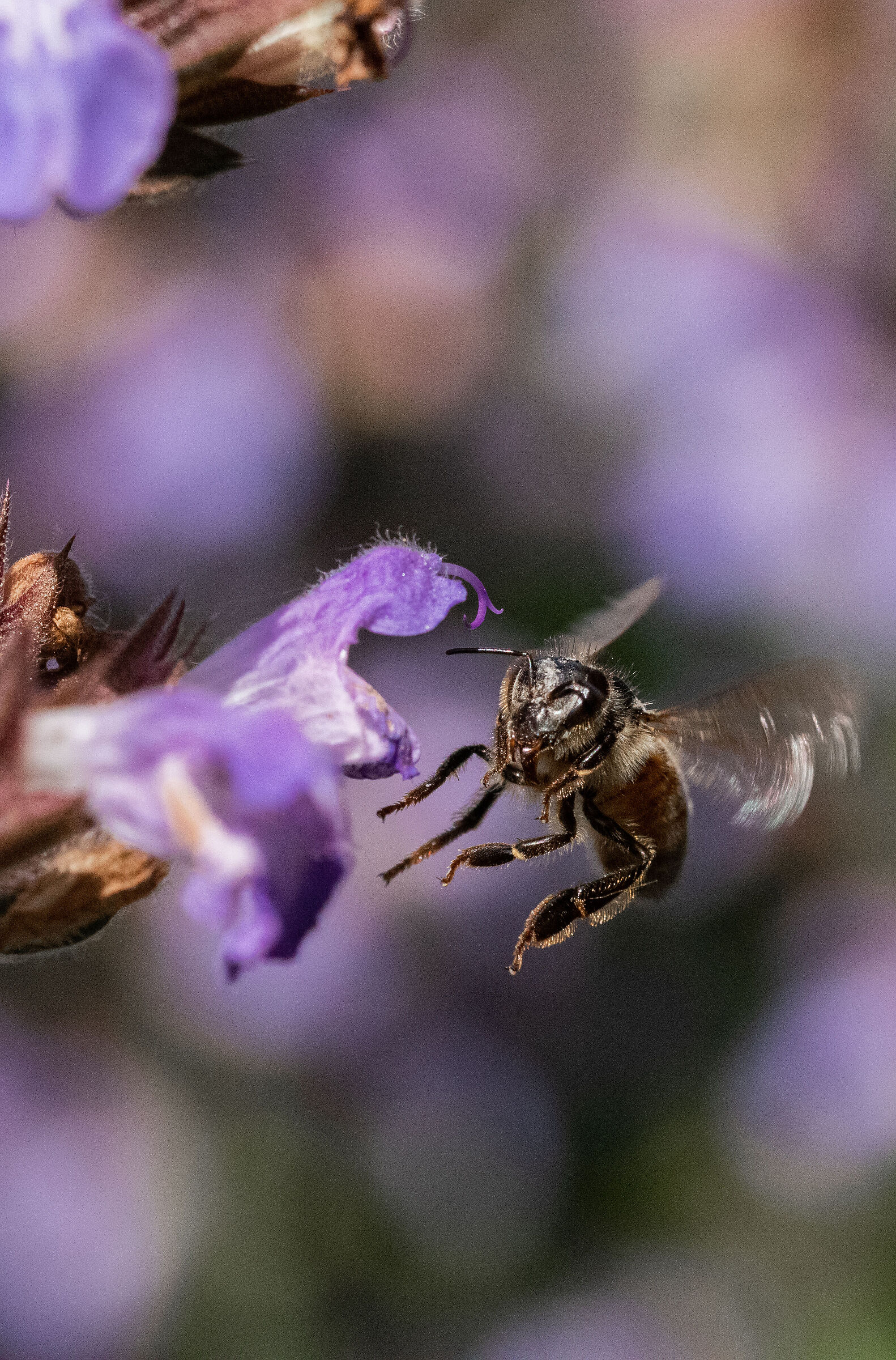 Ape su fiore di salvia