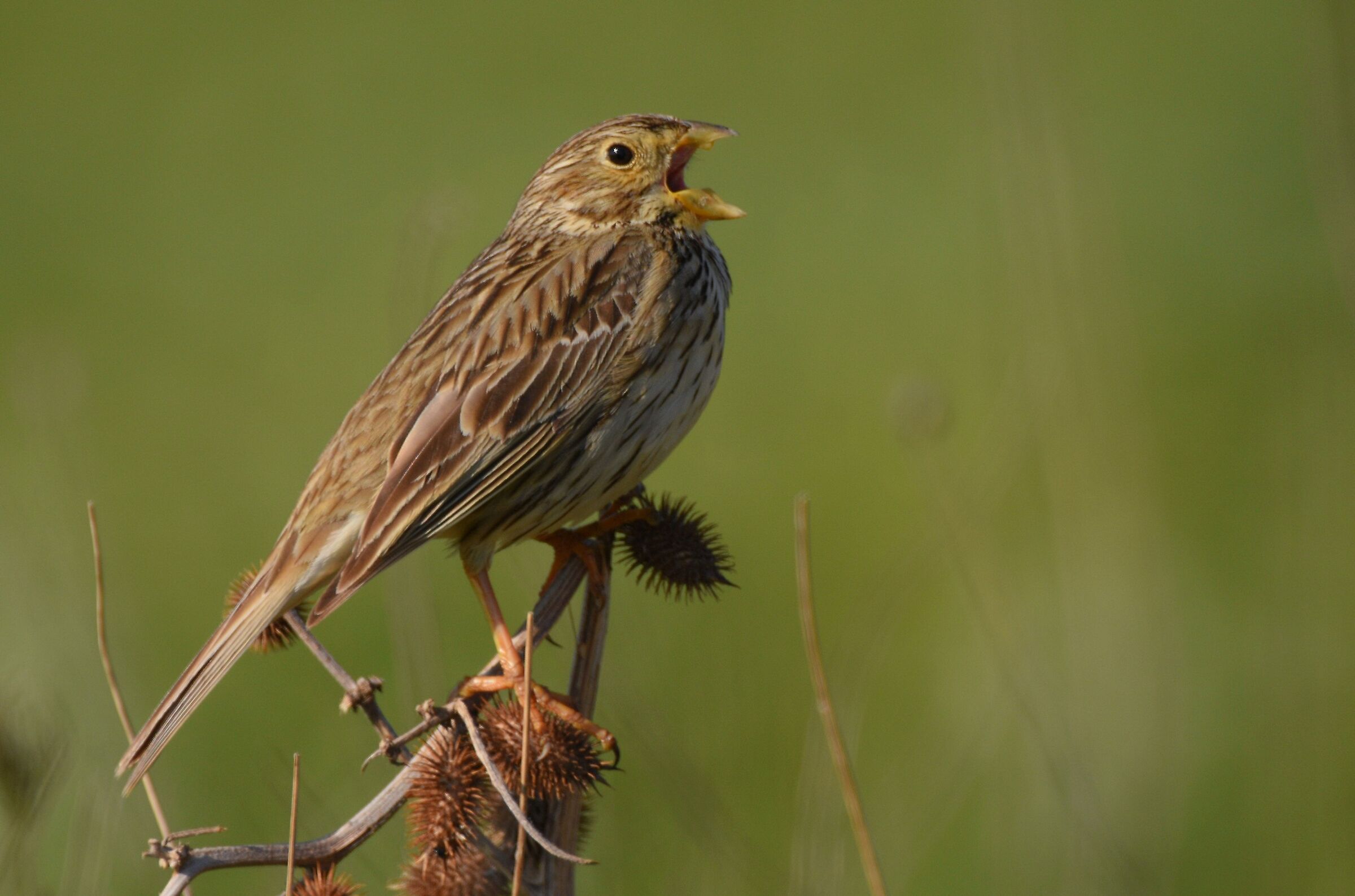 Strillozzo (Miliaria calandra)